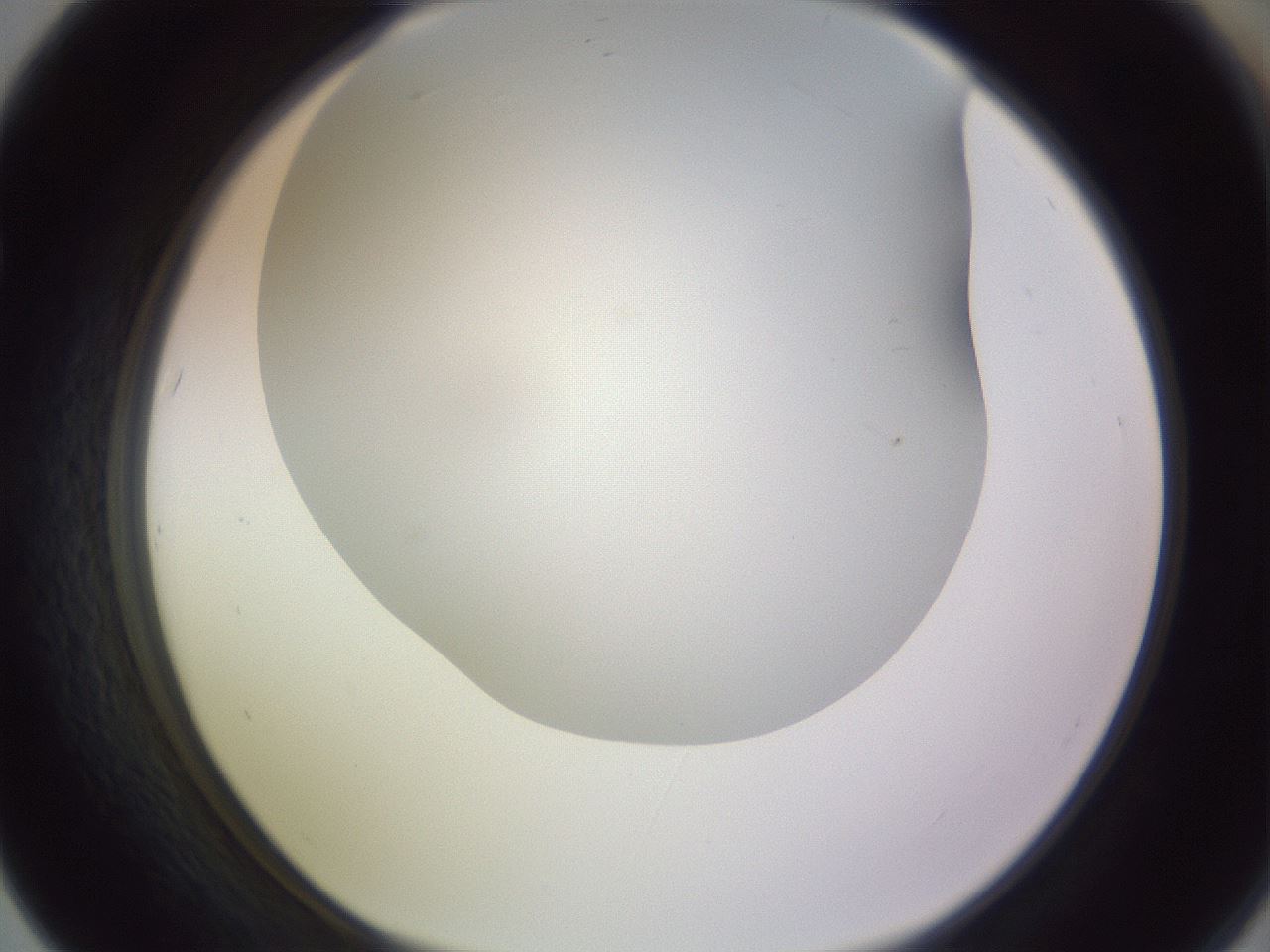 folderID351_plateID1351_batchID4706_wellNum67_profileID1_d1_r81582_ef.jpg