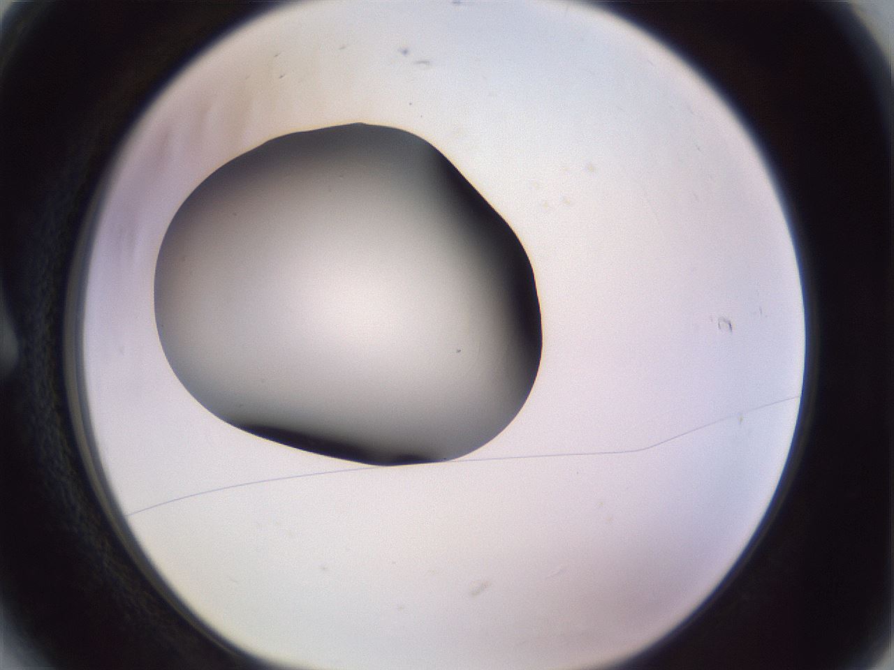 folderID351_plateID1351_batchID4706_wellNum6_profileID1_d1_r81521_ef.jpg