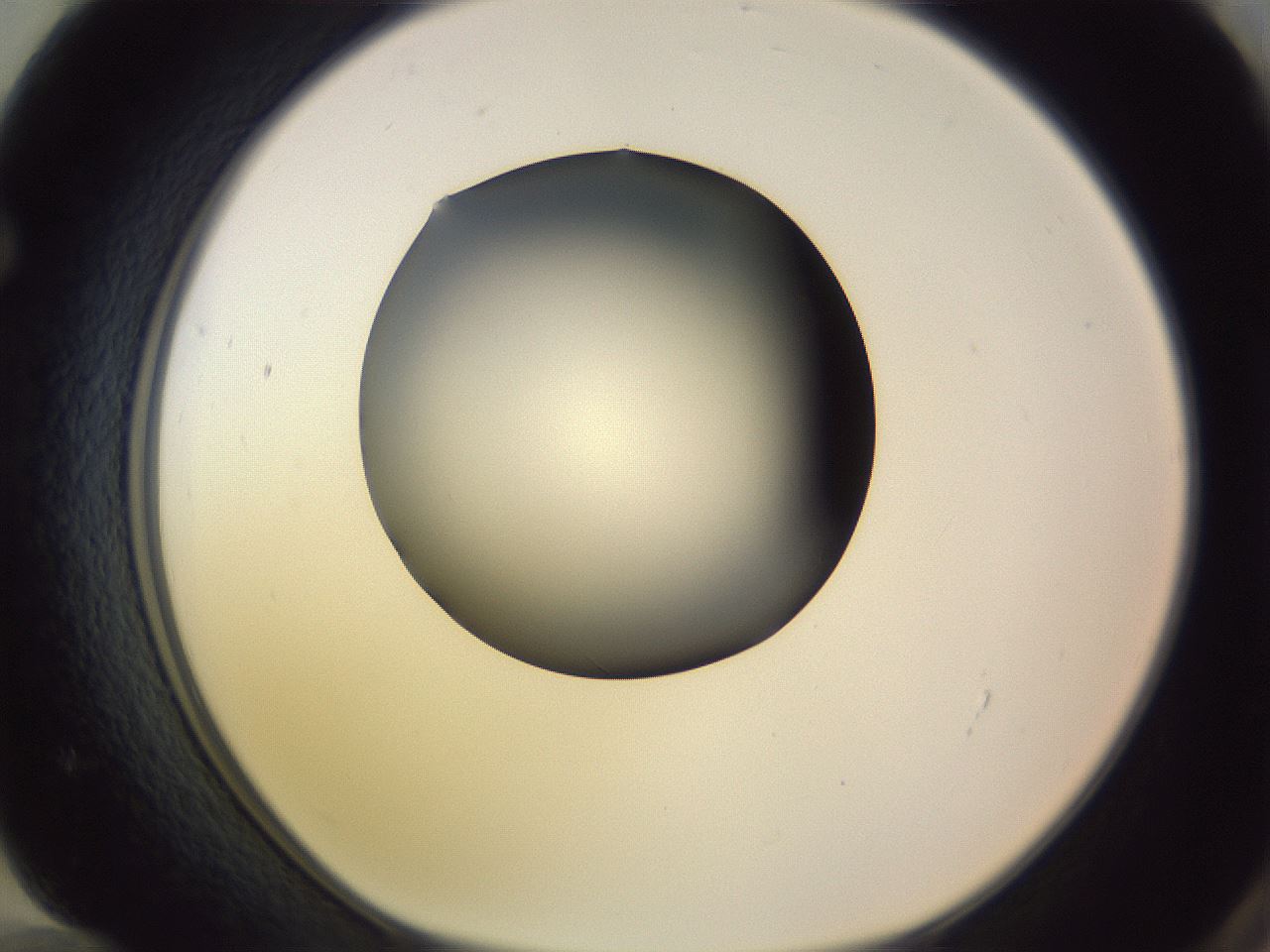 folderID351_plateID1351_batchID4706_wellNum72_profileID1_d1_r81587_ef.jpg