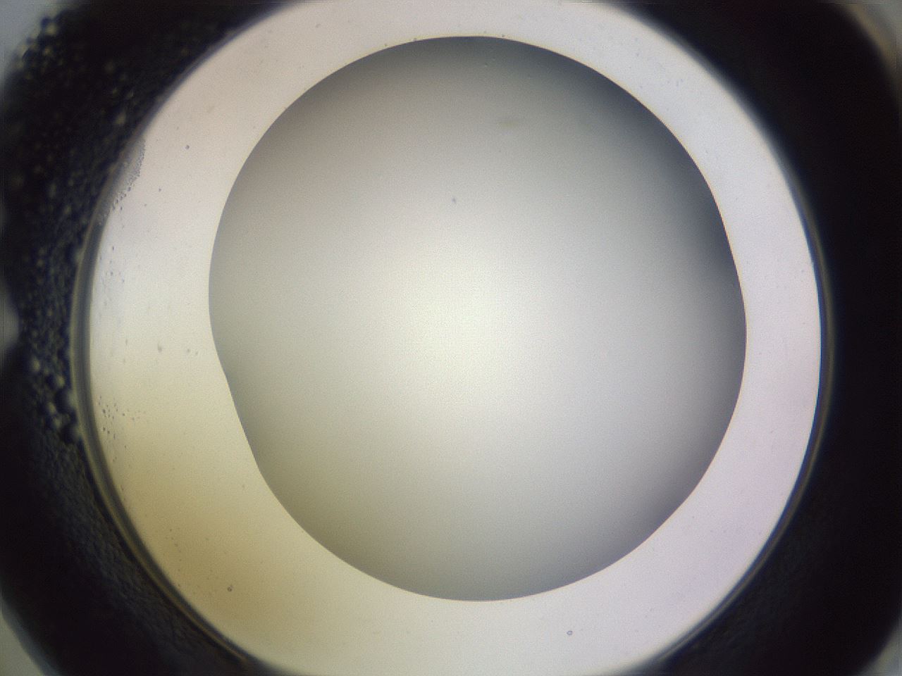 folderID351_plateID1351_batchID4706_wellNum73_profileID1_d1_r81588_ef.jpg