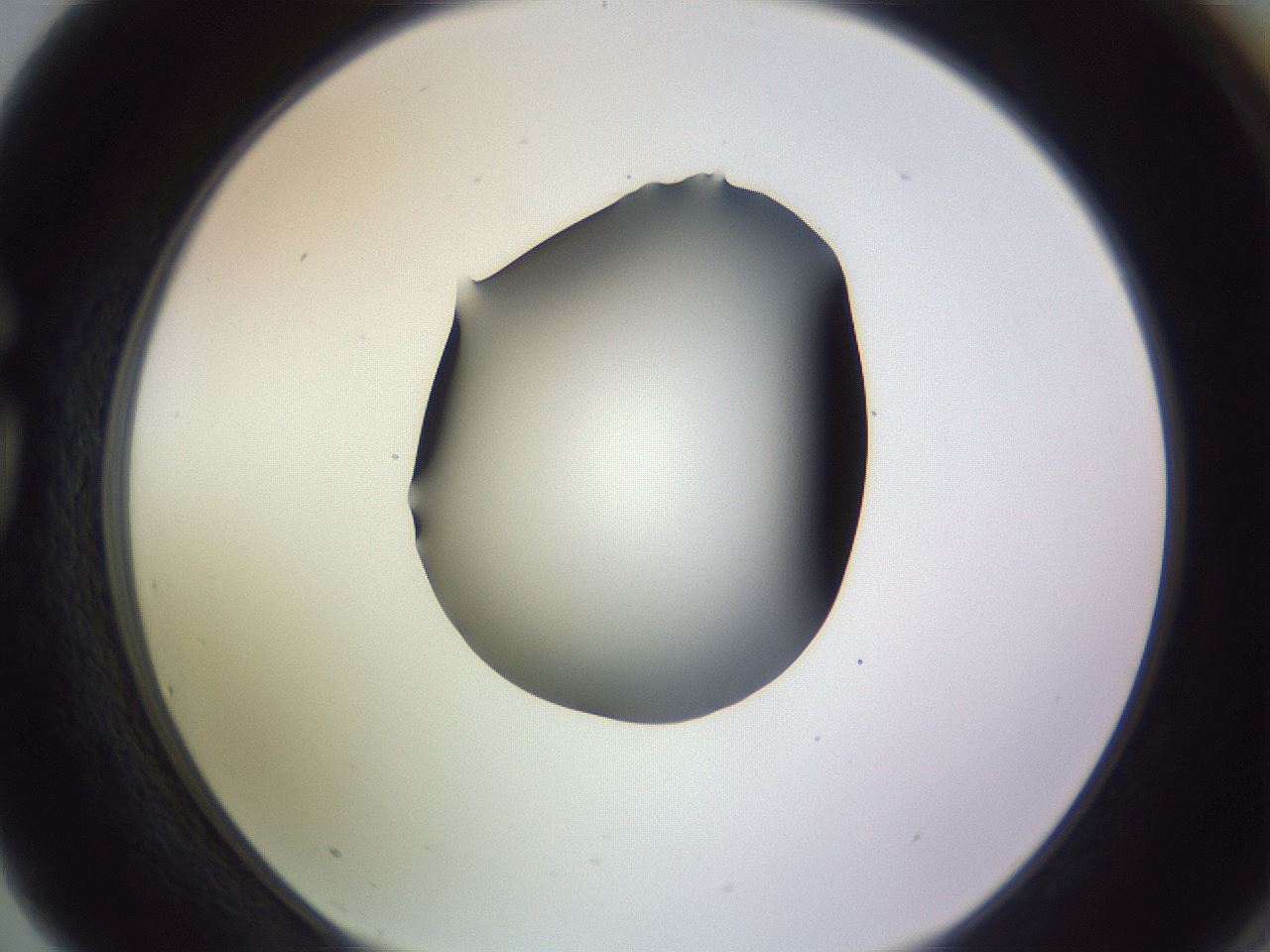 folderID351_plateID1351_batchID4706_wellNum75_profileID1_d1_r81590_ef.jpg