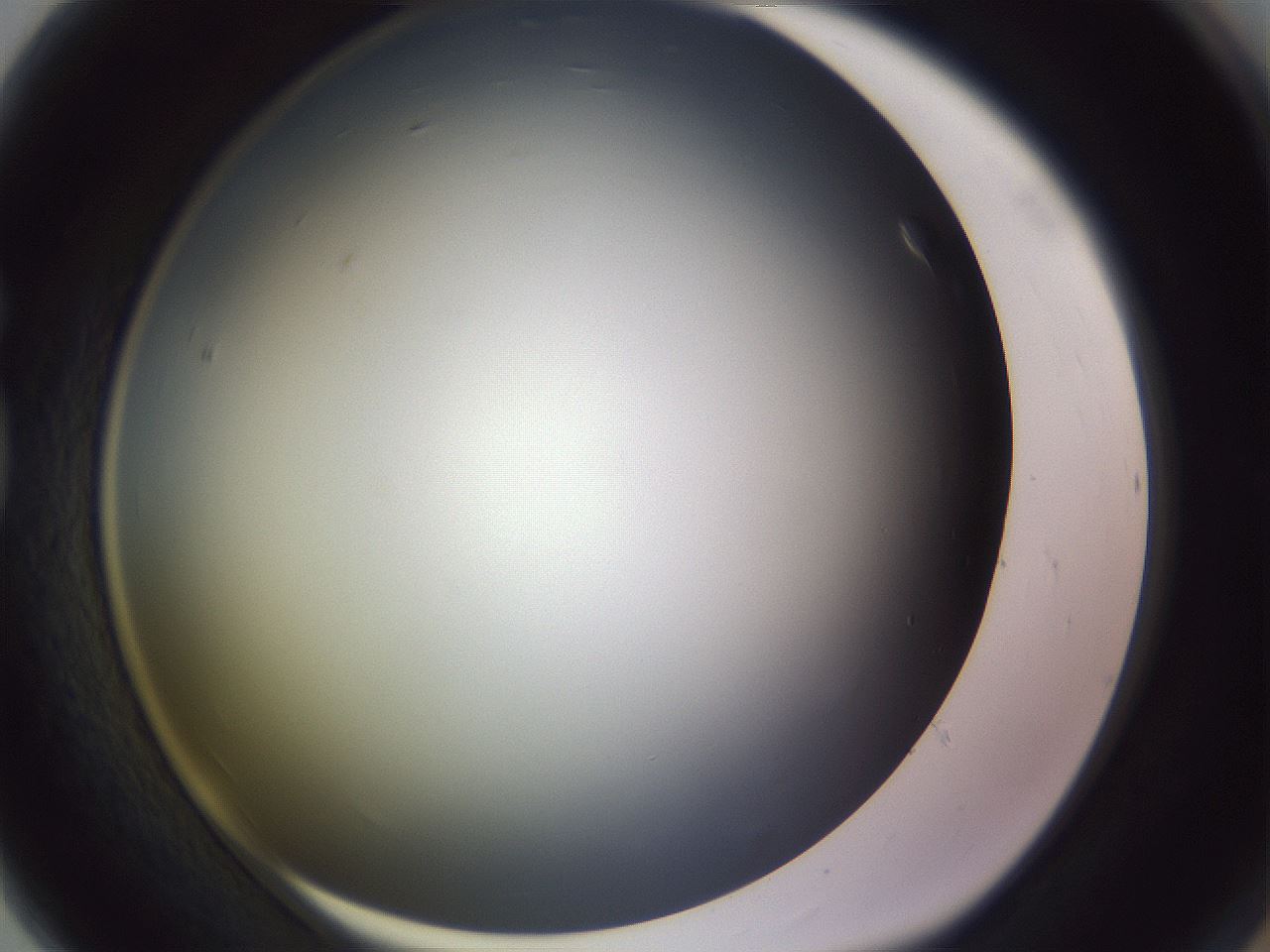 folderID351_plateID1351_batchID4706_wellNum80_profileID1_d1_r81595_ef.jpg