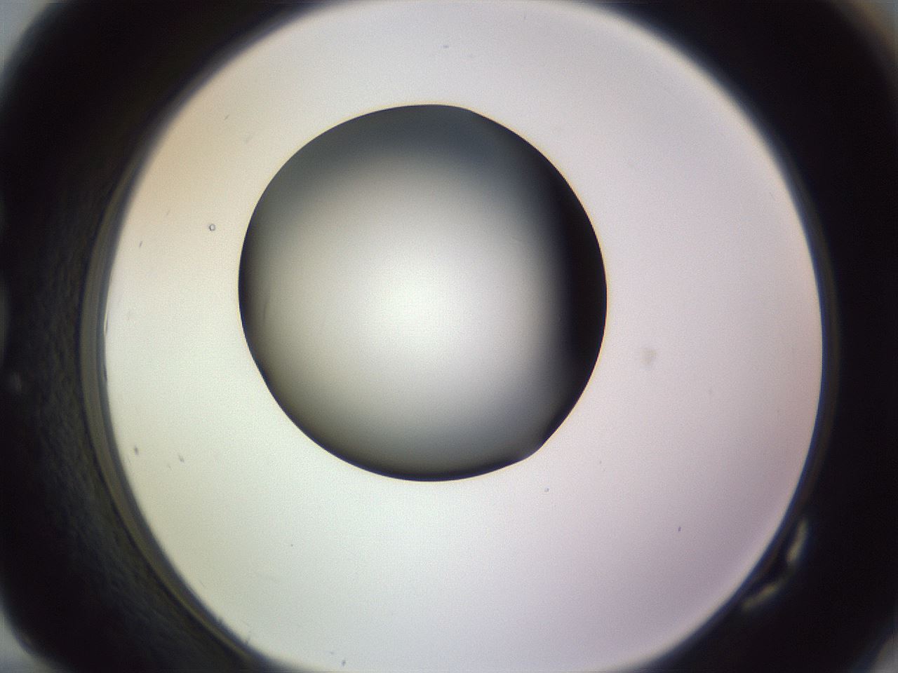 folderID351_plateID1351_batchID4706_wellNum82_profileID1_d1_r81597_ef.jpg
