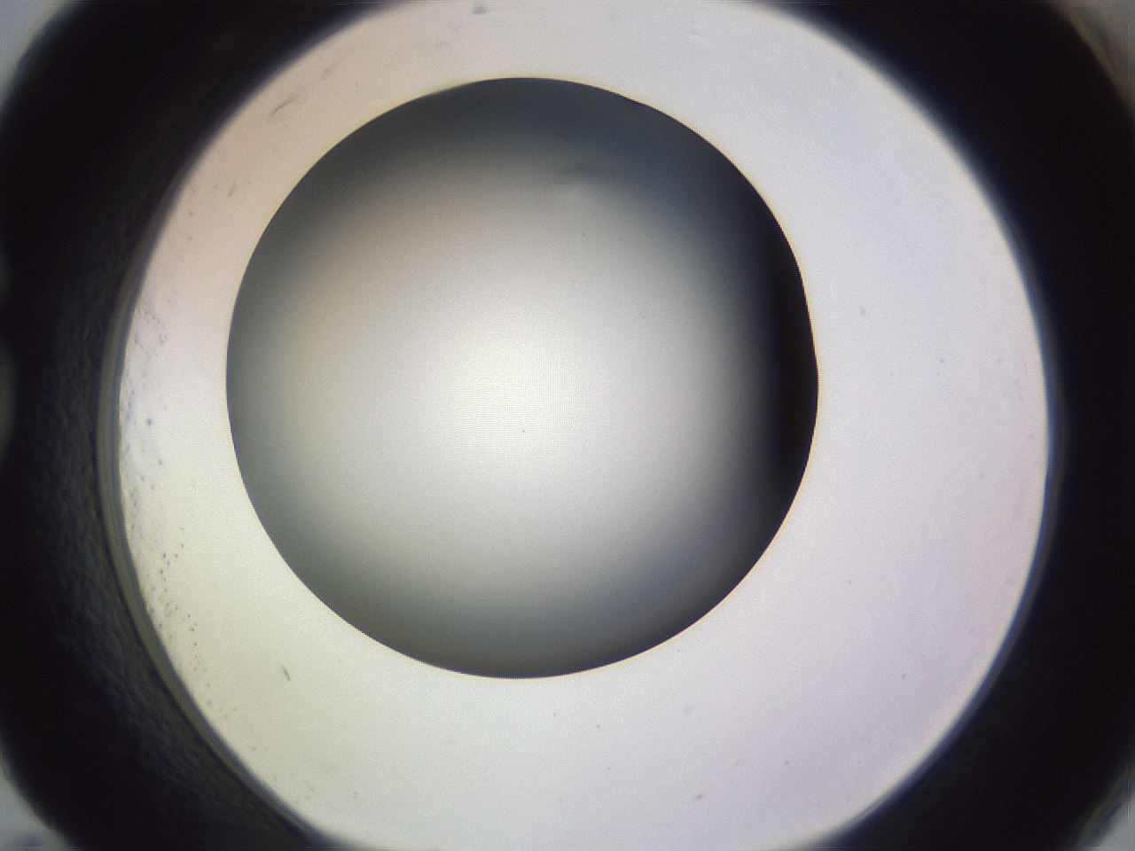 folderID351_plateID1351_batchID4706_wellNum83_profileID1_d1_r81598_ef.jpg