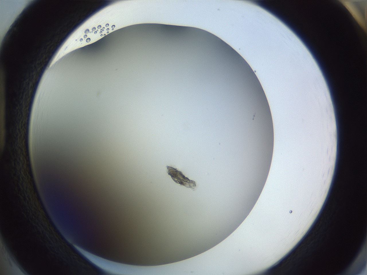 folderID351_plateID1351_batchID4706_wellNum85_profileID1_d1_r81600_ef.jpg