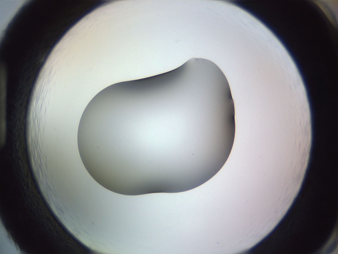 folderID351_plateID1351_batchID4706_wellNum86_profileID1_d1_r81601_ef.jpg