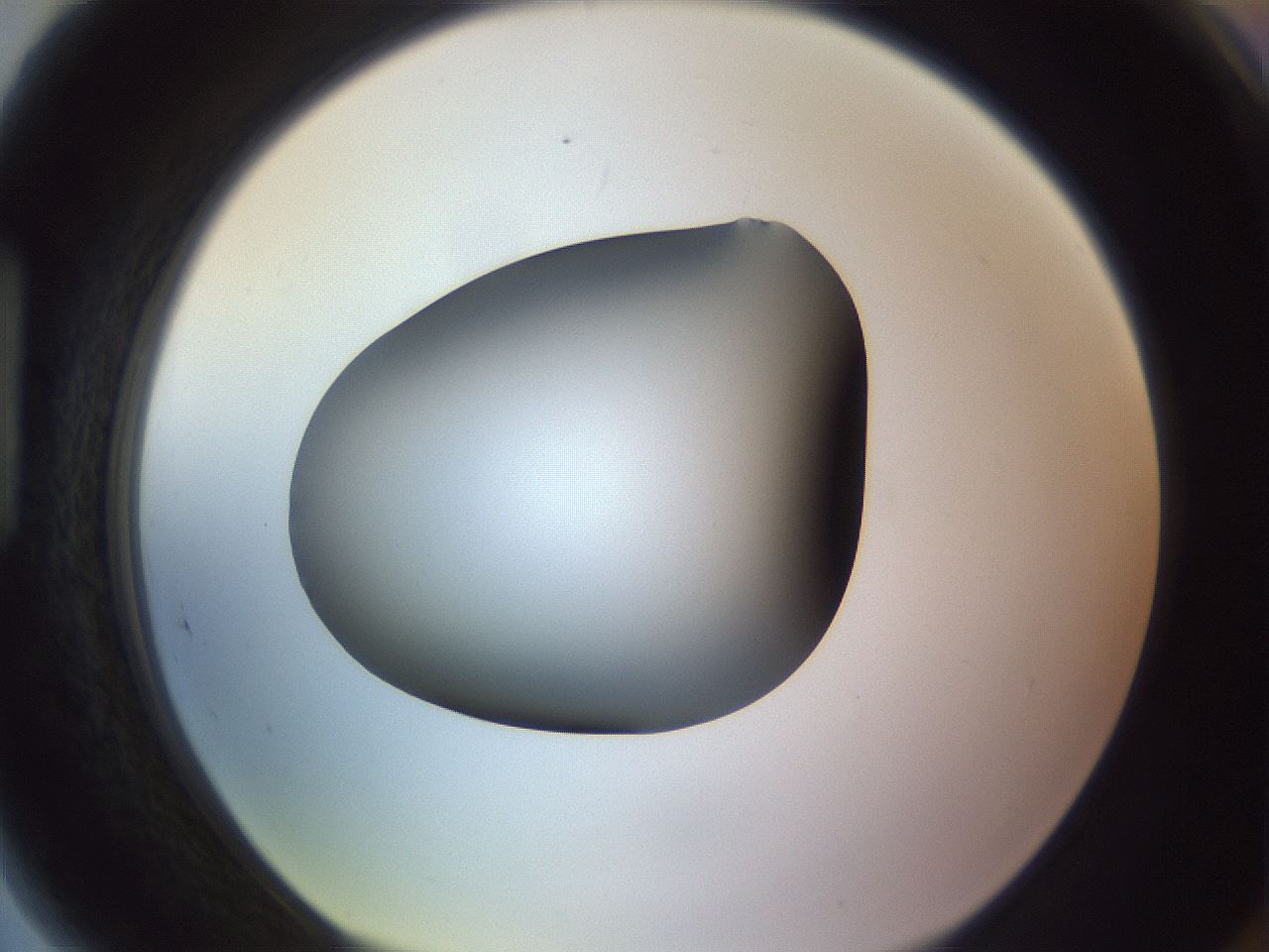 folderID351_plateID1351_batchID4706_wellNum89_profileID1_d1_r81604_ef.jpg