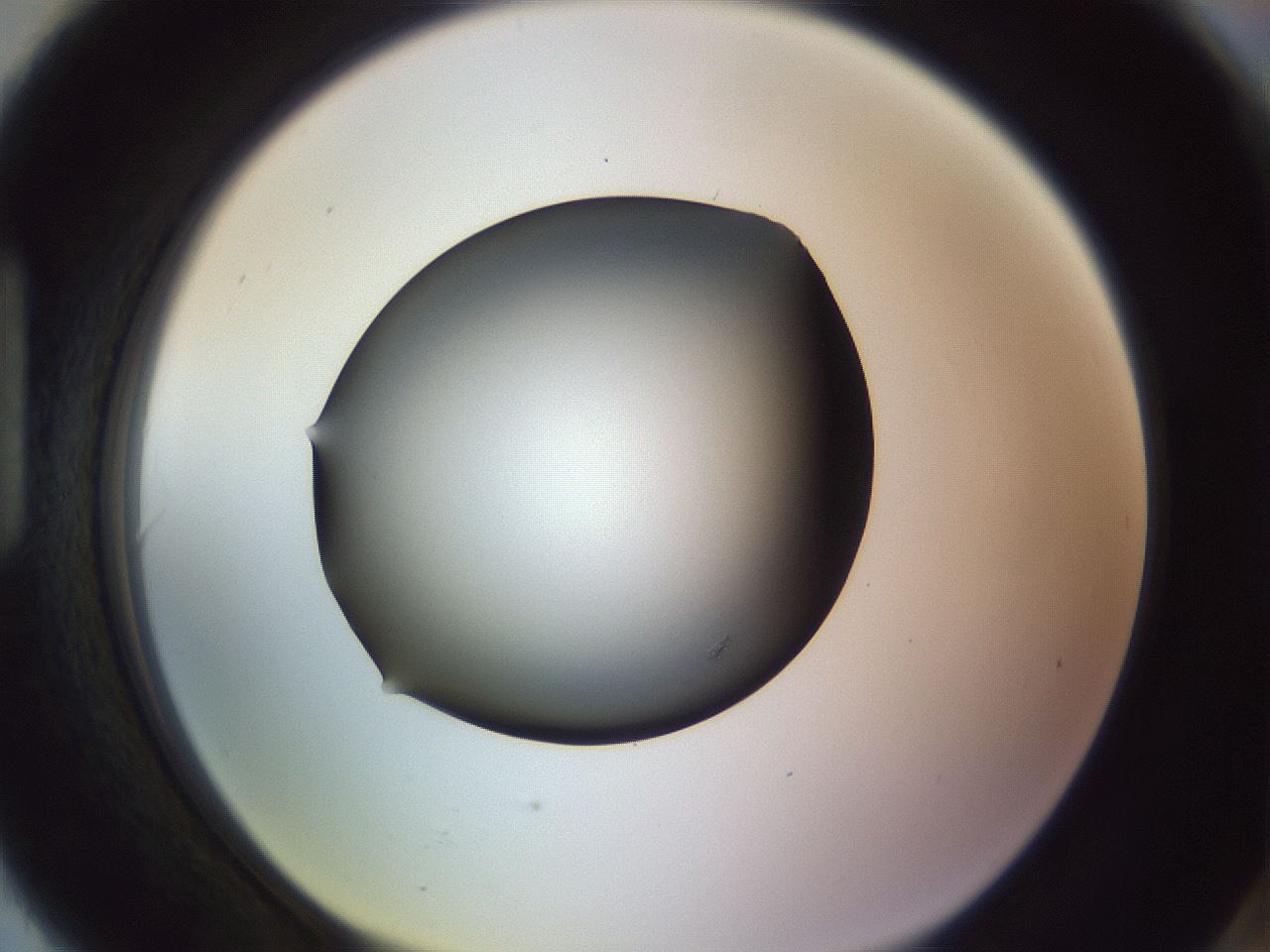 folderID351_plateID1351_batchID4706_wellNum90_profileID1_d1_r81605_ef.jpg