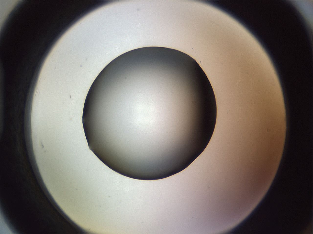 folderID351_plateID1351_batchID4706_wellNum91_profileID1_d1_r81606_ef.jpg