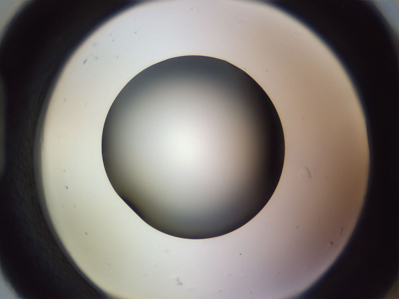 folderID351_plateID1351_batchID4706_wellNum92_profileID1_d1_r81607_ef.jpg