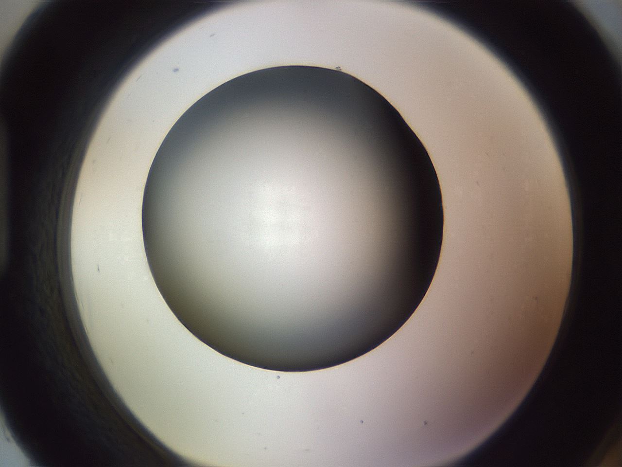 folderID351_plateID1351_batchID4706_wellNum93_profileID1_d1_r81608_ef.jpg