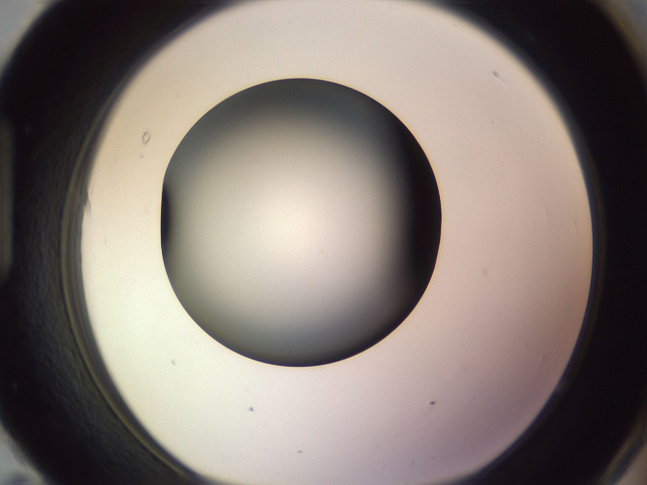 folderID351_plateID1351_batchID4706_wellNum95_profileID1_d1_r81610_ef.jpg