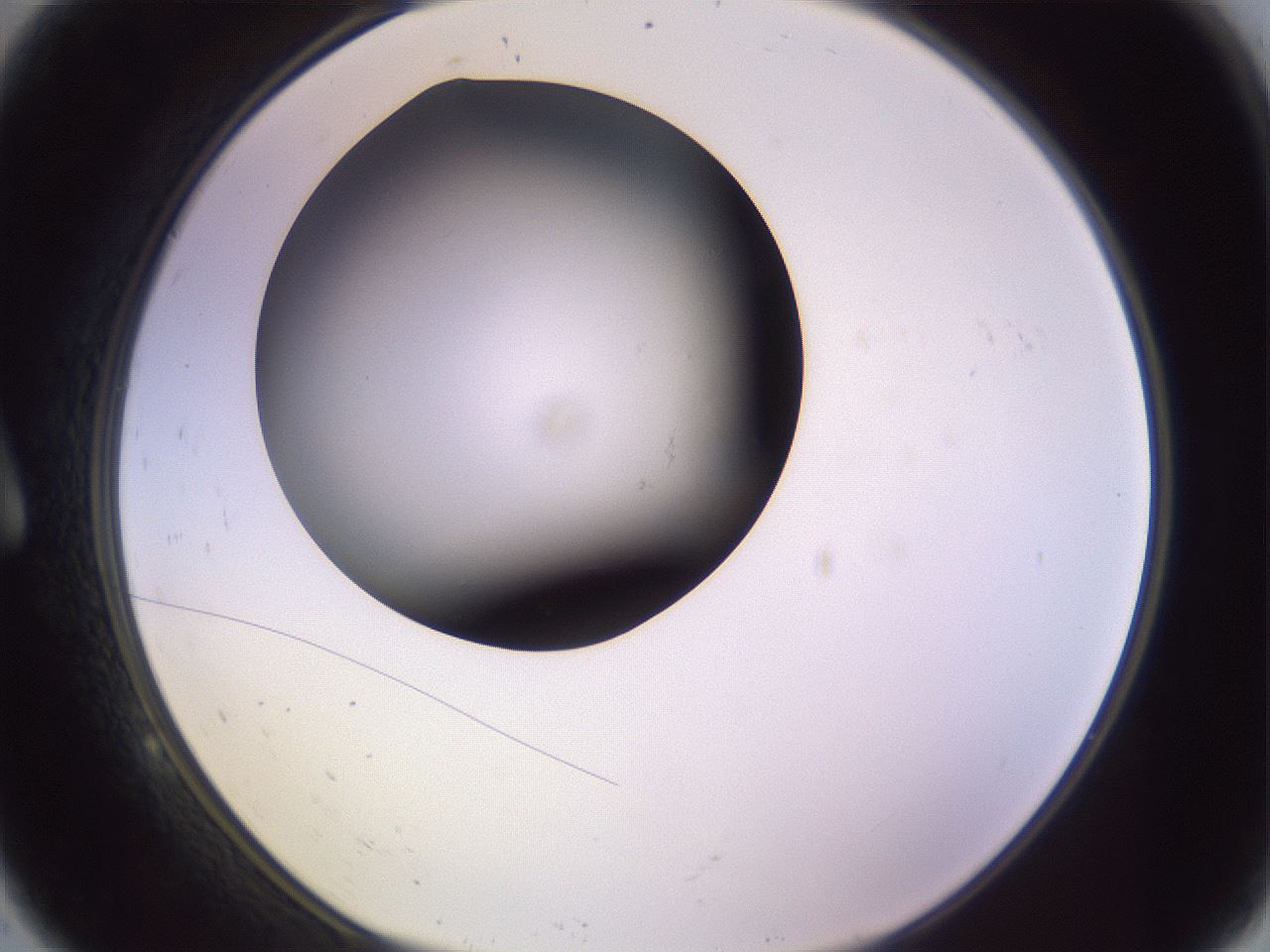 folderID351_plateID1351_batchID4706_wellNum9_profileID1_d1_r81524_ef.jpg
