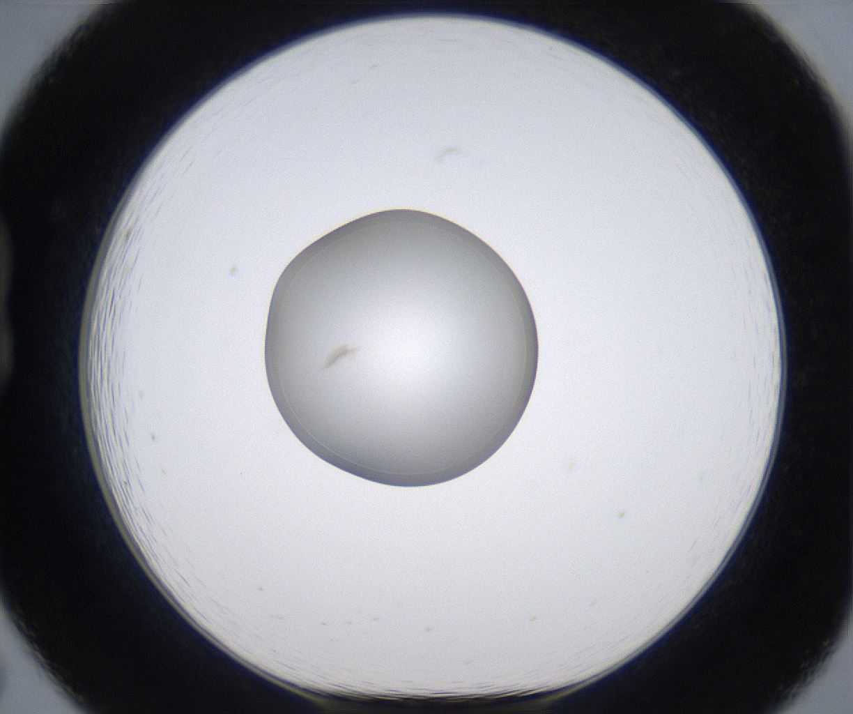 folderID351_plateID2351_batchID11072_wellNum19_profileID1_d1_r165991_ef.jpg