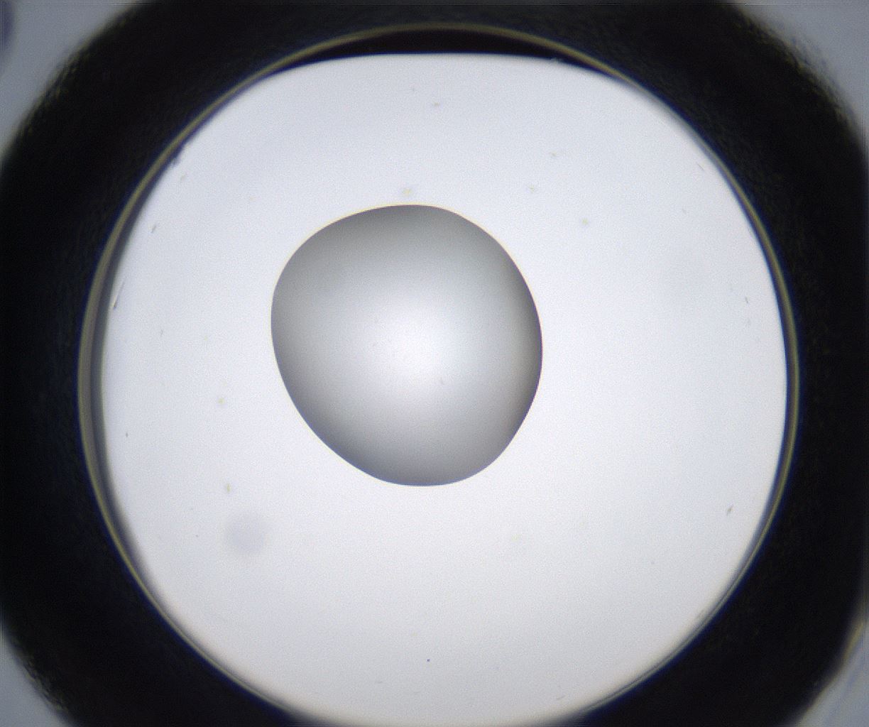 folderID351_plateID2351_batchID11072_wellNum42_profileID1_d2_r166038_ef.jpg