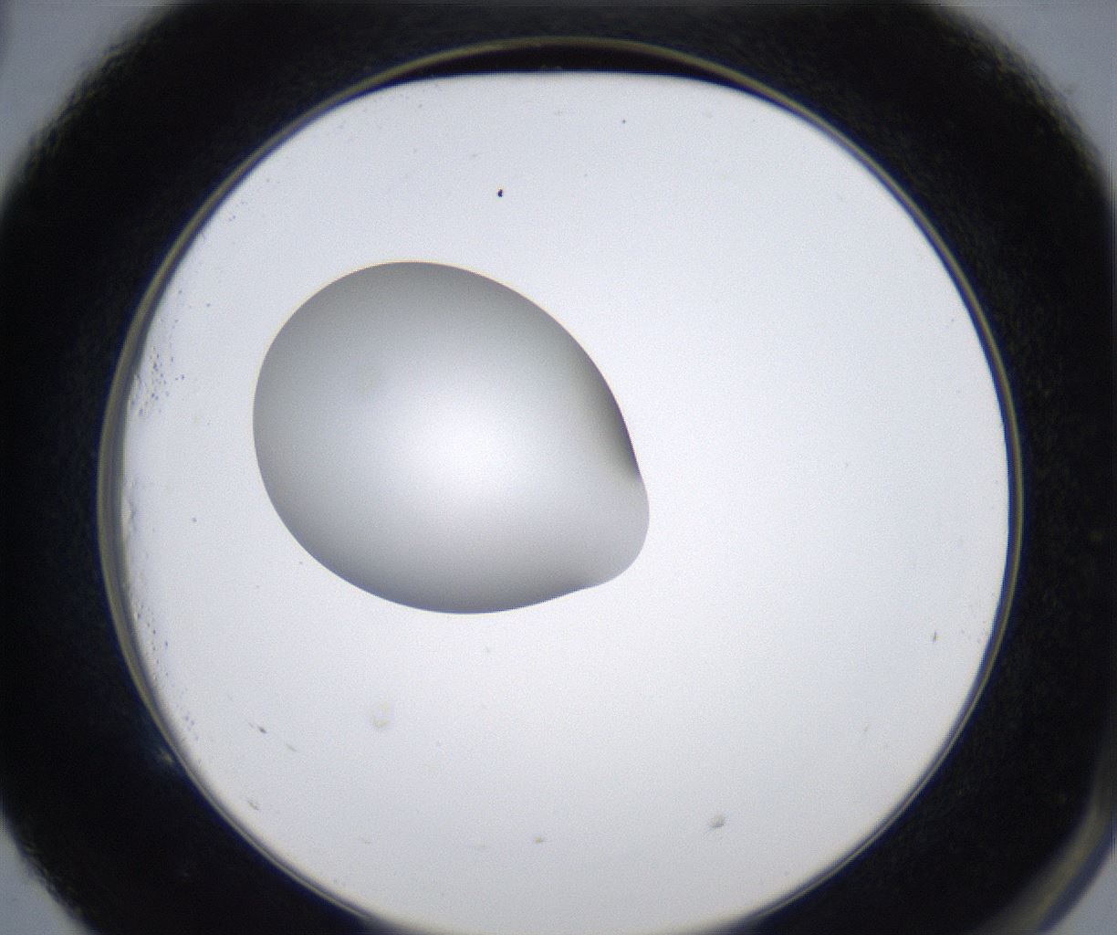 folderID351_plateID2351_batchID11072_wellNum53_profileID1_d2_r166060_ef.jpg