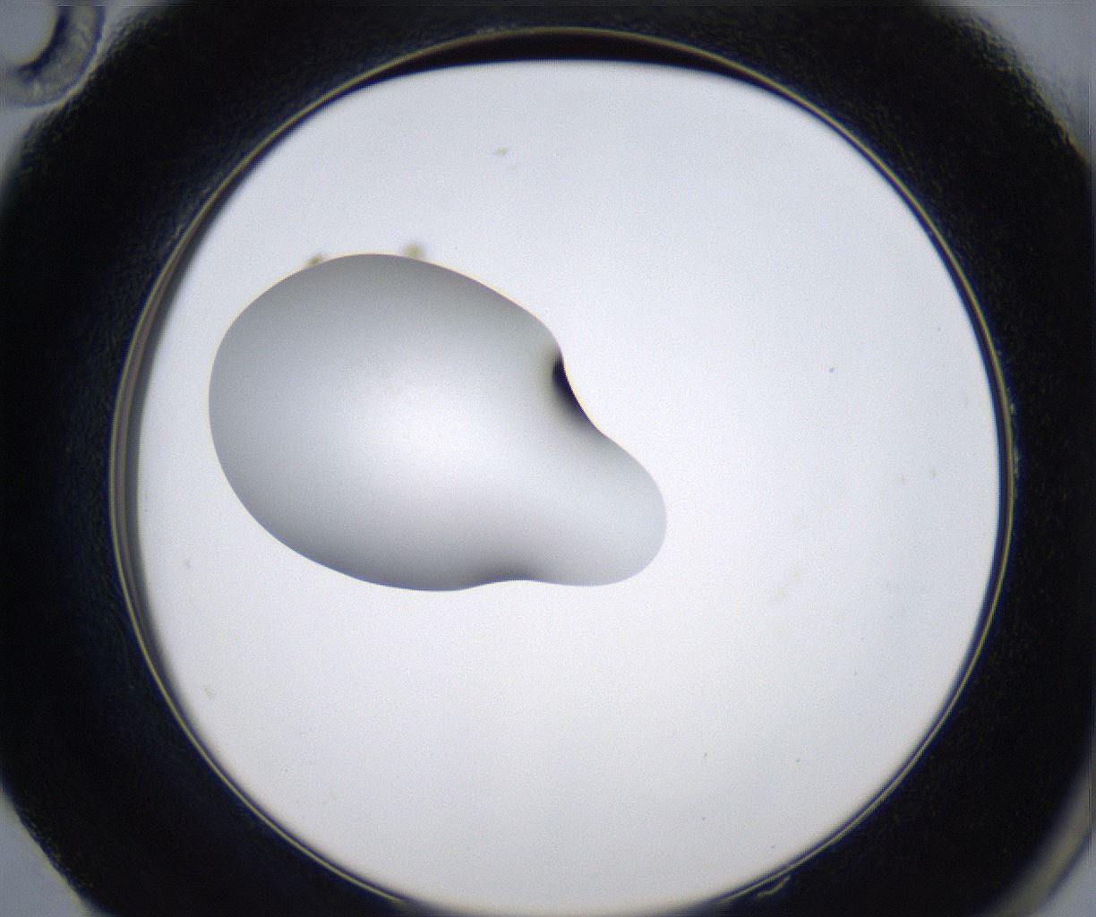 folderID351_plateID2351_batchID11072_wellNum58_profileID1_d2_r166070_ef.jpg