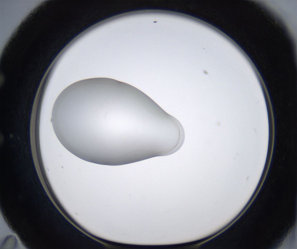 folderID351_plateID2351_batchID11072_wellNum59_profileID1_d1_r166071_ef.jpg