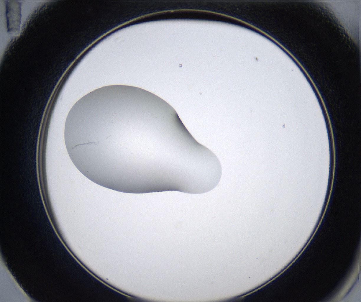 folderID351_plateID2351_batchID11072_wellNum59_profileID1_d2_r166072_ef.jpg