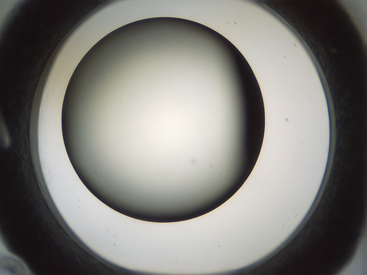 folderID352_plateID1352_batchID4709_wellNum10_profileID1_d1_r81813_ef.jpg