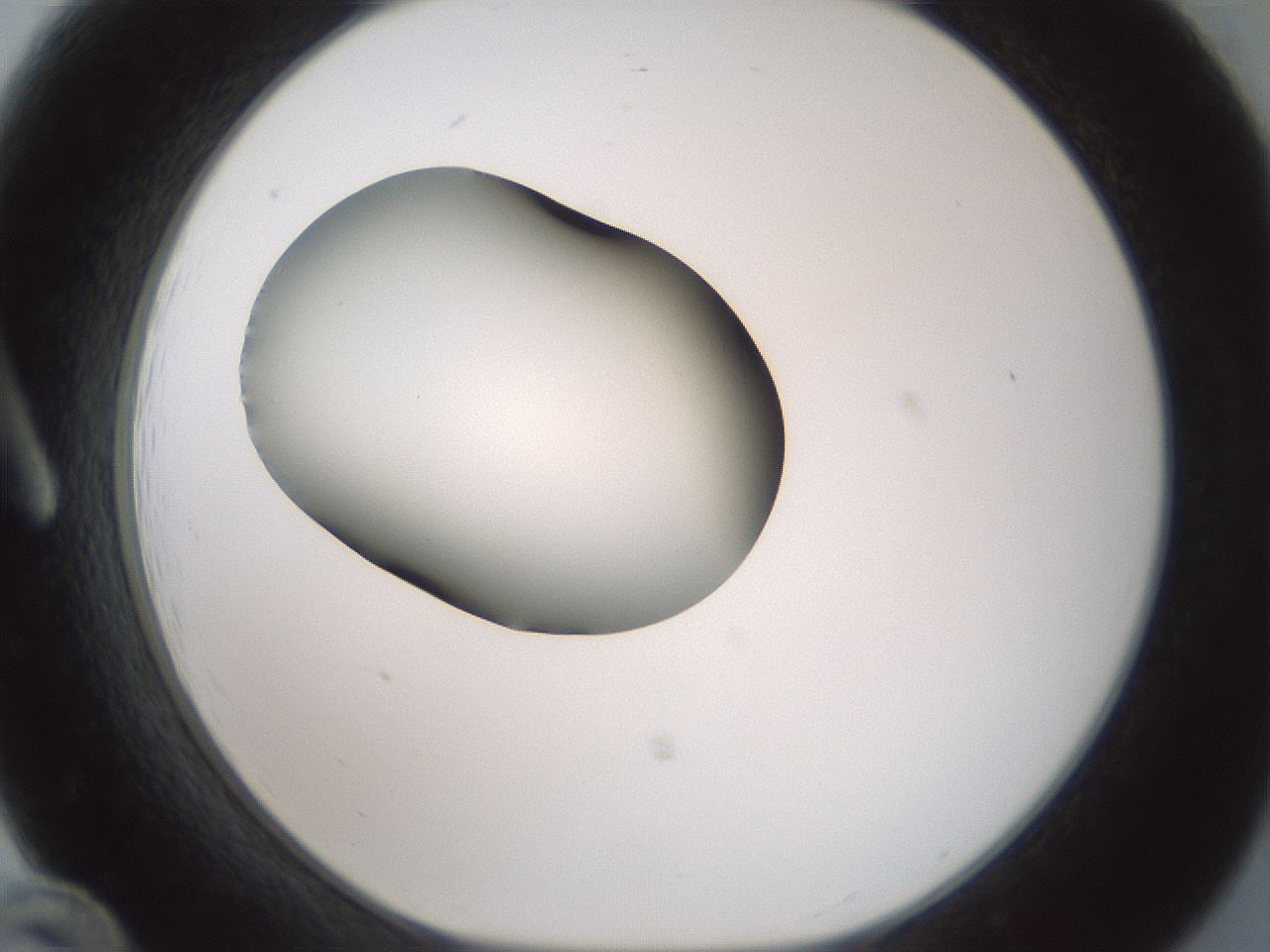 folderID352_plateID1352_batchID4709_wellNum12_profileID1_d1_r81815_ef.jpg