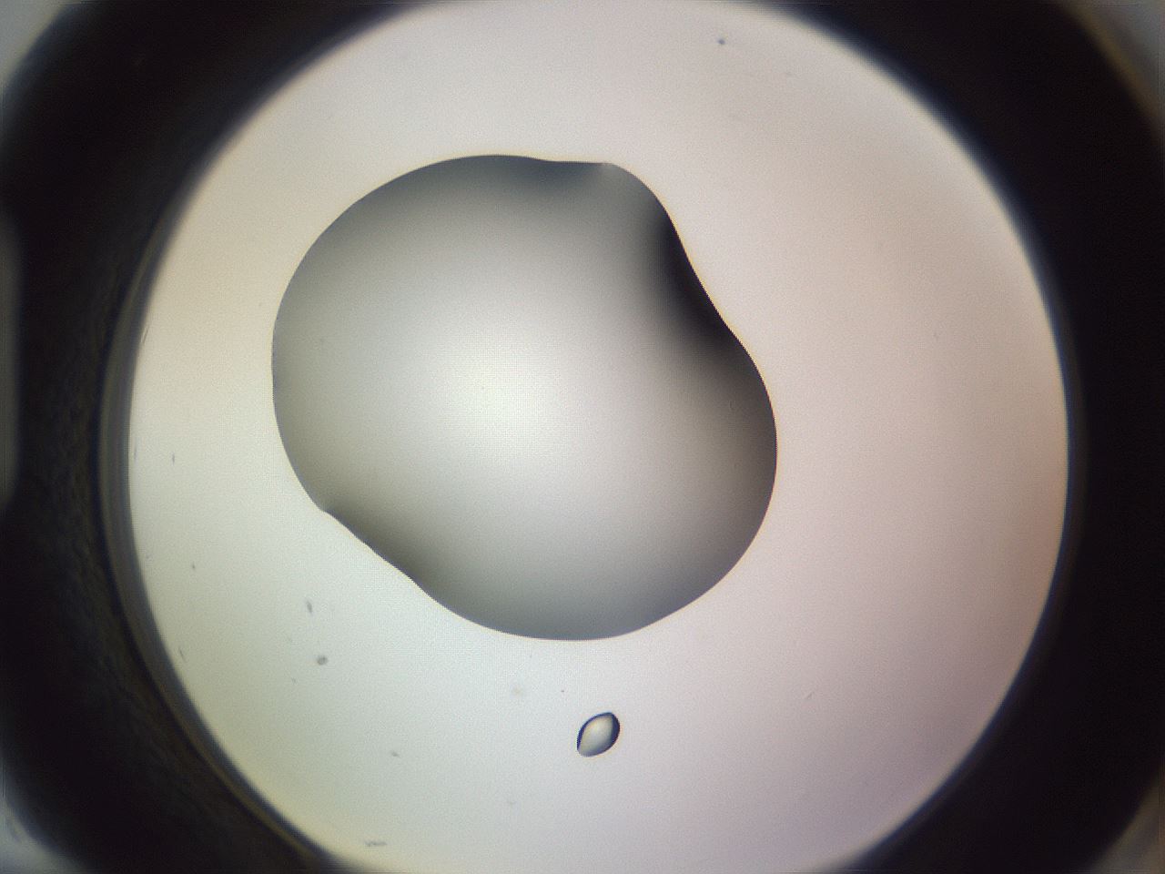 folderID351_plateID1351_batchID4706_wellNum94_profileID1_d1_r81609_ef.jpg