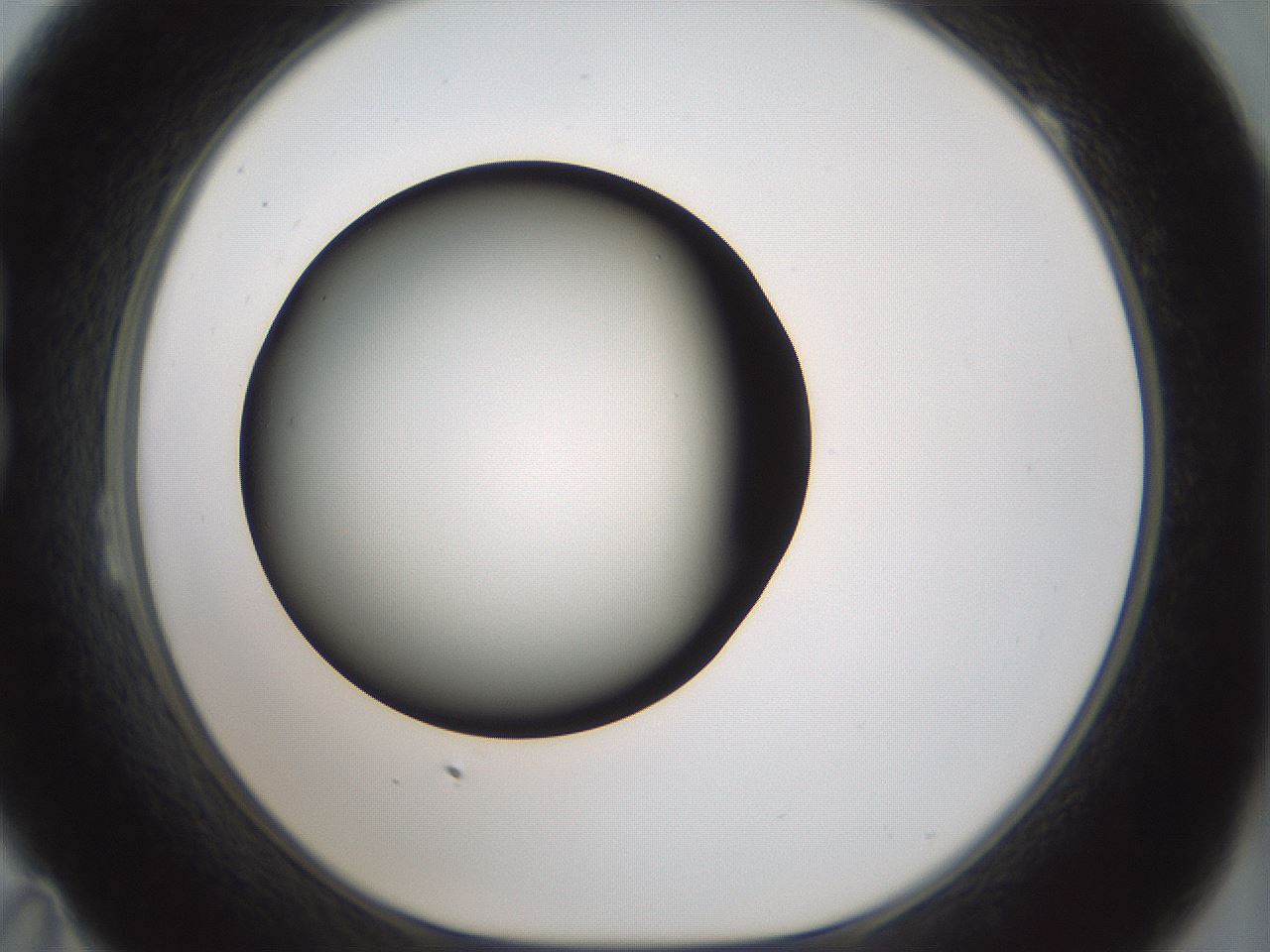 folderID352_plateID1352_batchID4709_wellNum23_profileID1_d1_r81826_ef.jpg