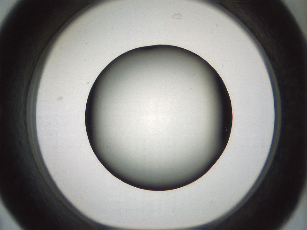 folderID352_plateID1352_batchID4709_wellNum31_profileID1_d1_r81834_ef.jpg