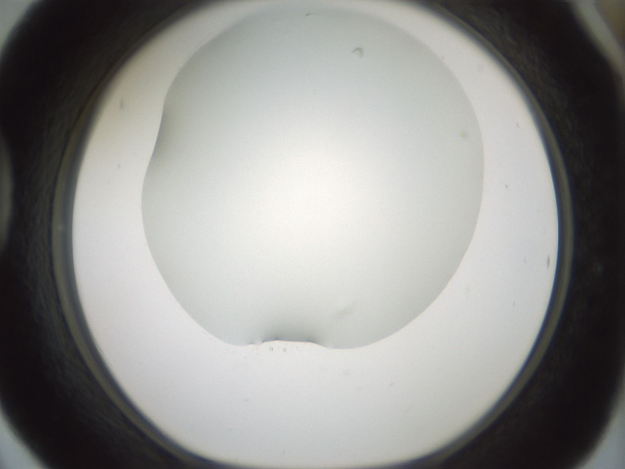 folderID352_plateID1352_batchID4709_wellNum42_profileID1_d1_r81845_ef.jpg