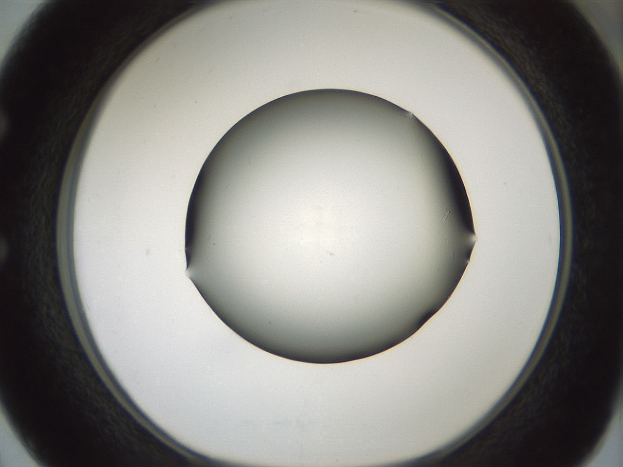 folderID352_plateID1352_batchID4709_wellNum50_profileID1_d1_r81853_ef.jpg