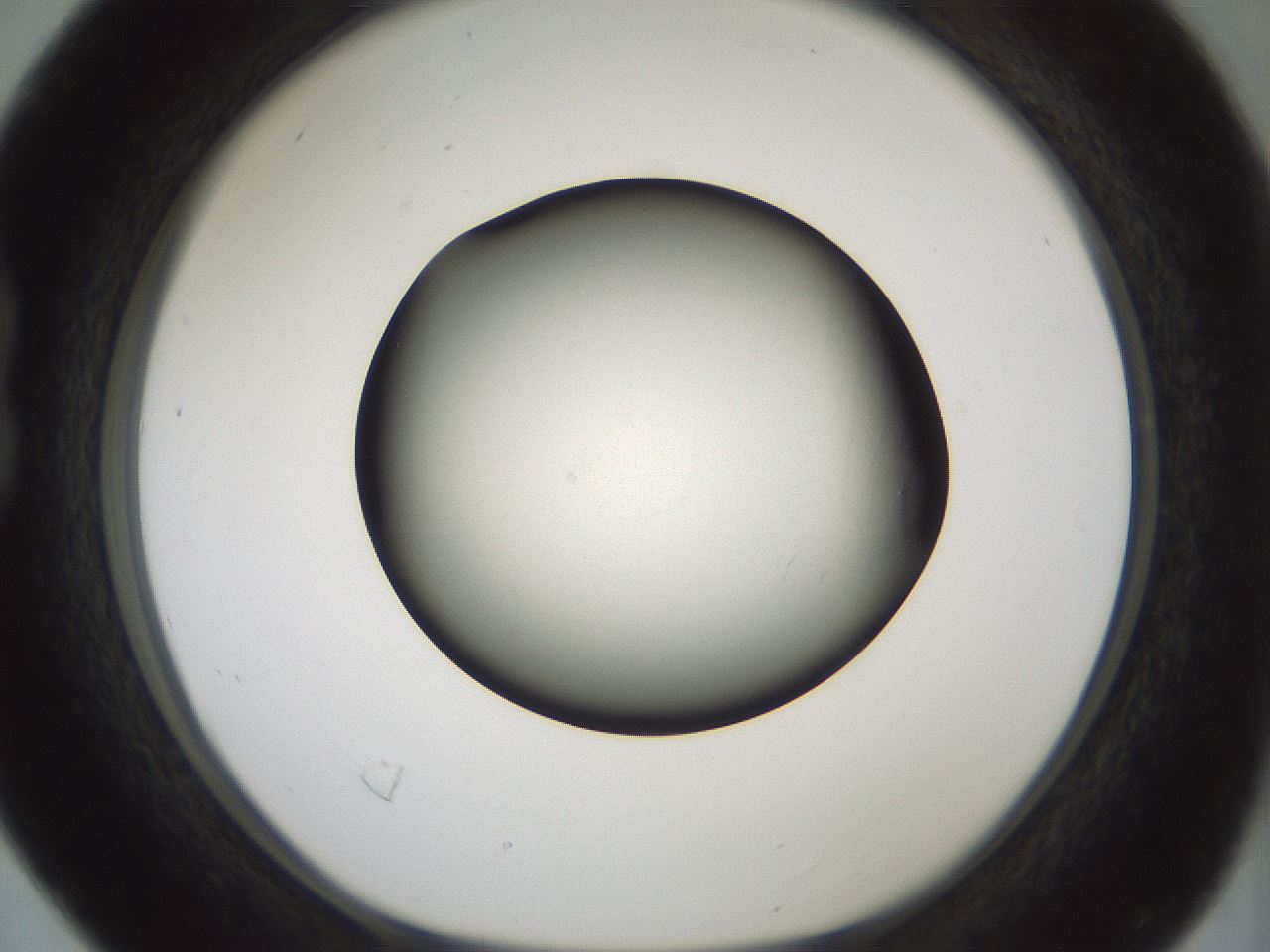 folderID352_plateID1352_batchID4709_wellNum16_profileID1_d1_r81819_ef.jpg