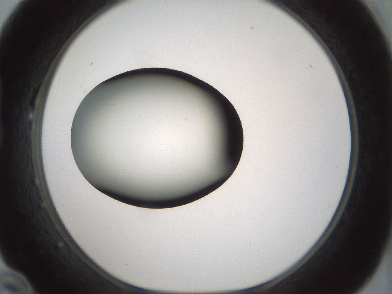 folderID352_plateID1352_batchID4709_wellNum22_profileID1_d1_r81825_ef.jpg