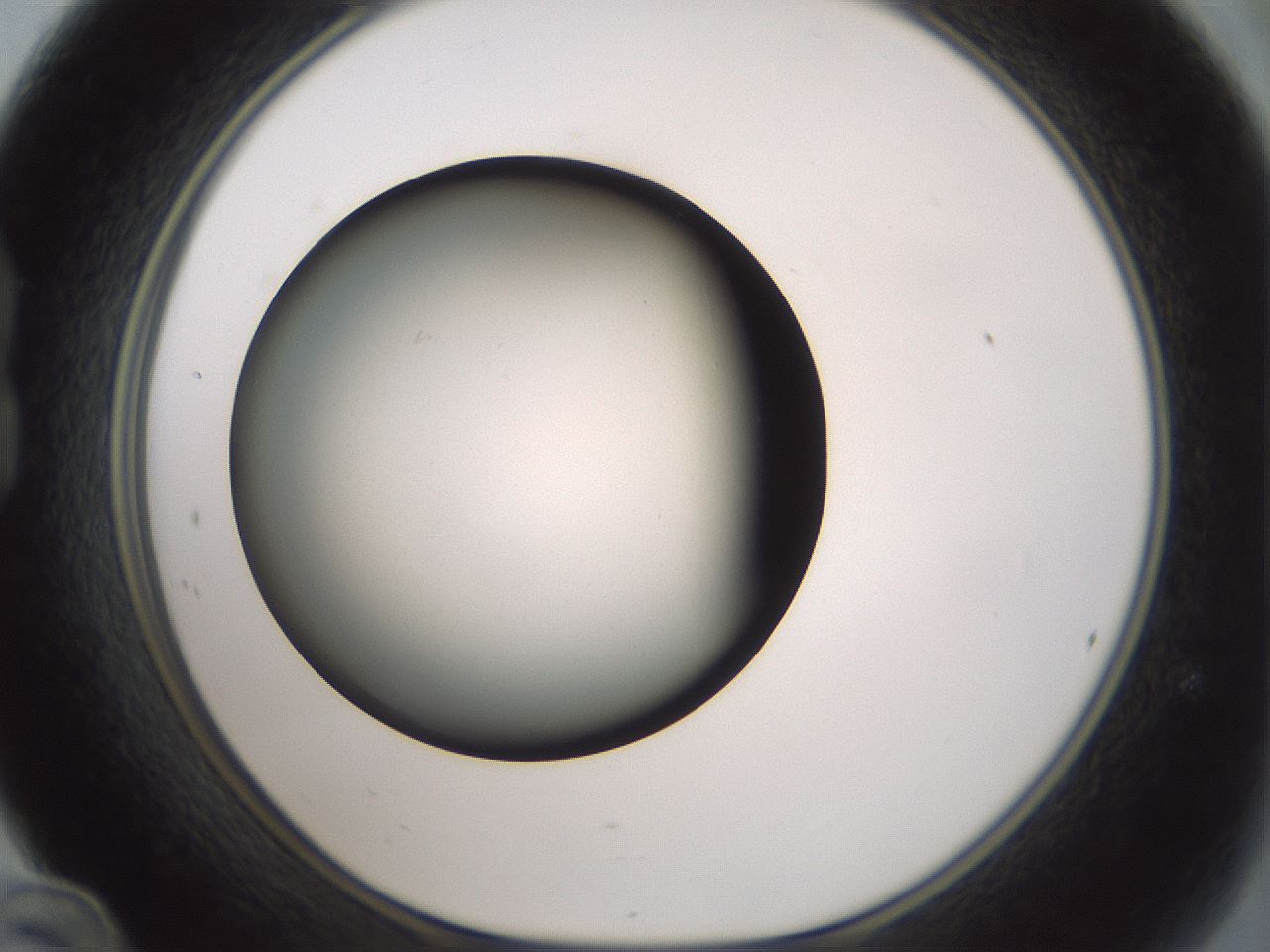 folderID352_plateID1352_batchID4709_wellNum24_profileID1_d1_r81827_ef.jpg