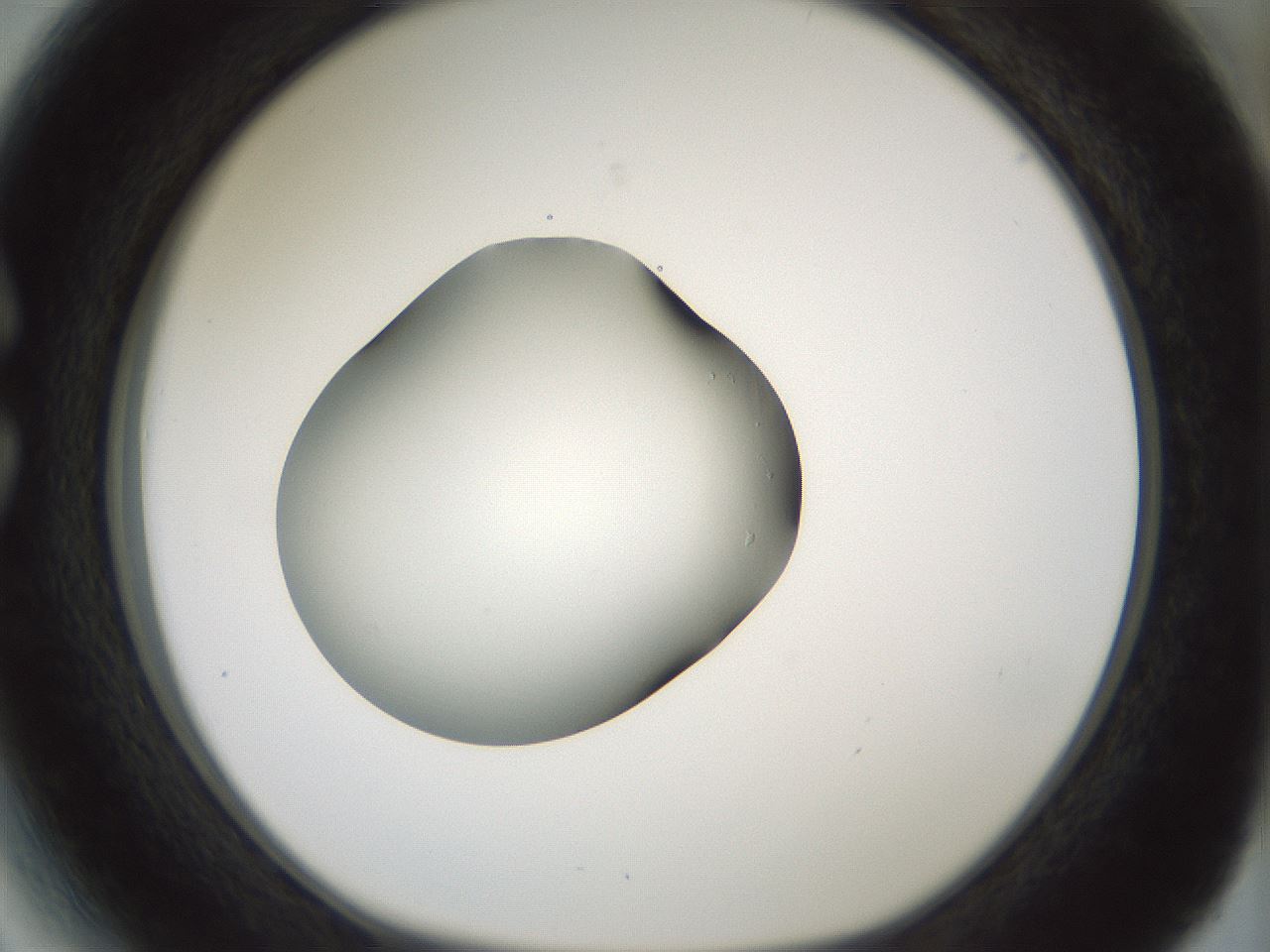 folderID352_plateID1352_batchID4709_wellNum27_profileID1_d1_r81830_ef.jpg