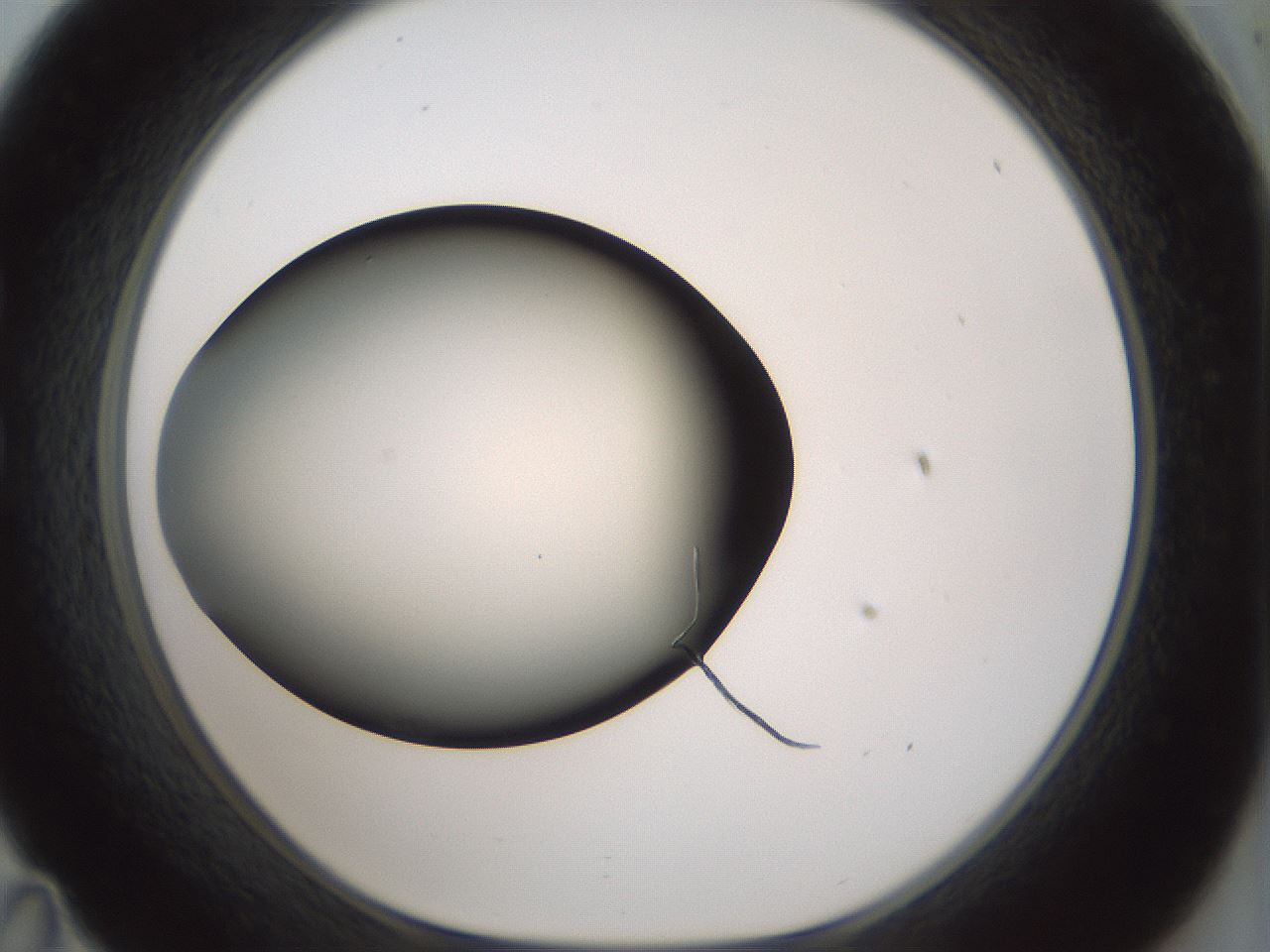 folderID352_plateID1352_batchID4709_wellNum35_profileID1_d1_r81838_ef.jpg