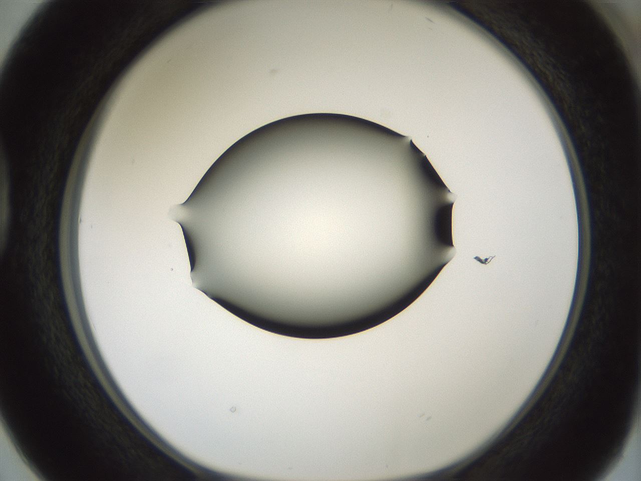 folderID352_plateID1352_batchID4709_wellNum38_profileID1_d1_r81841_ef.jpg