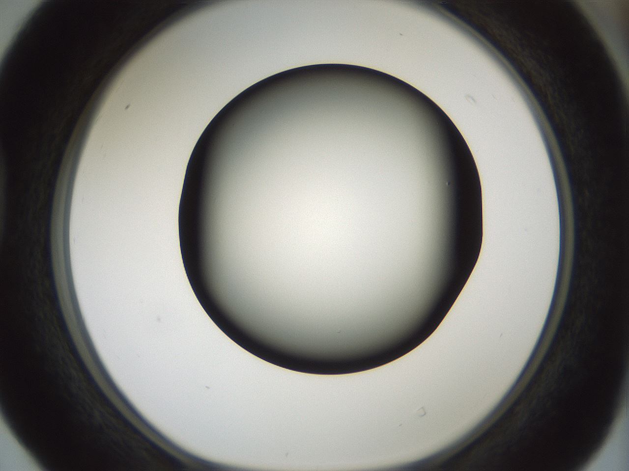 folderID352_plateID1352_batchID4709_wellNum40_profileID1_d1_r81843_ef.jpg