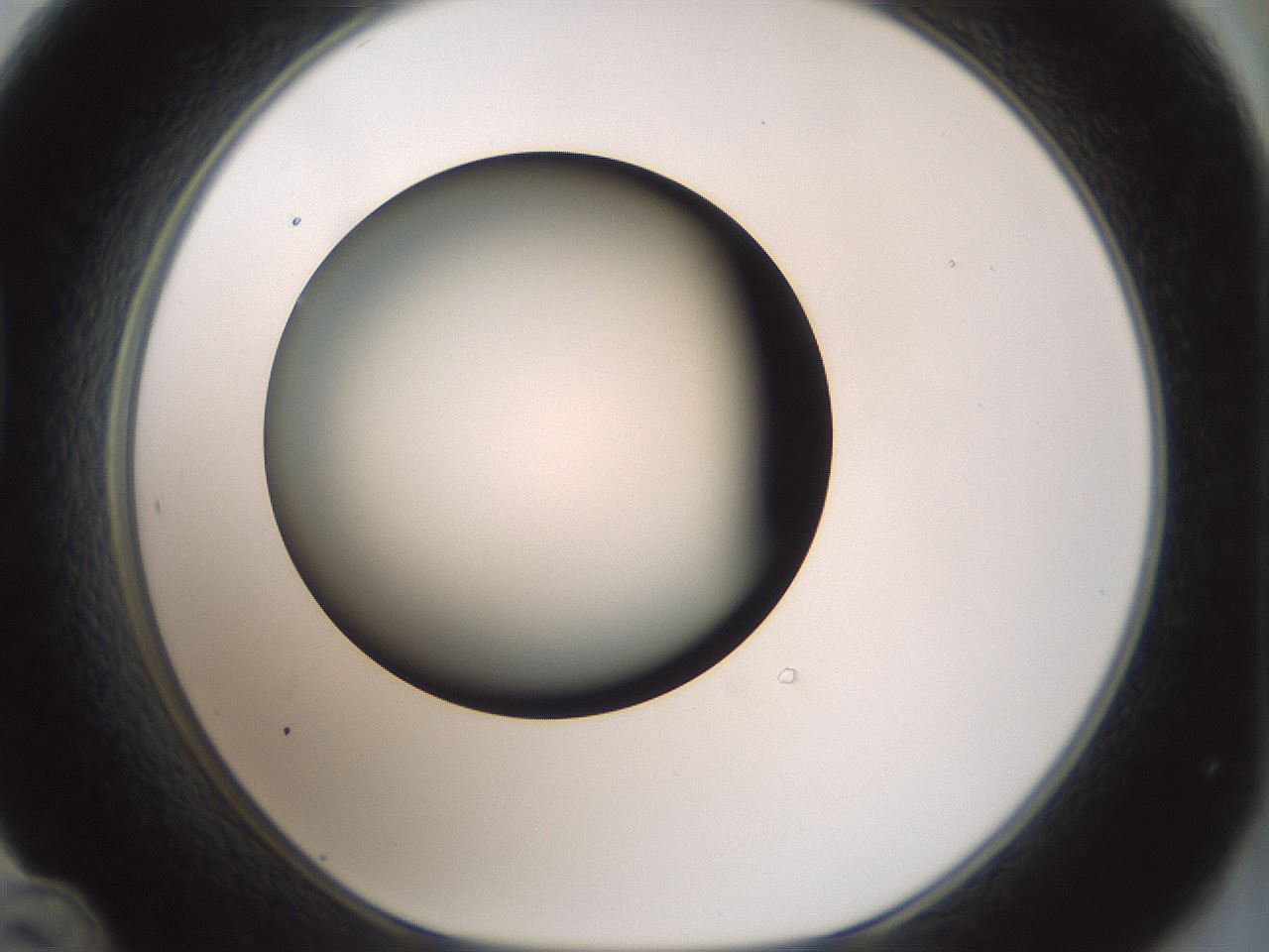 folderID352_plateID1352_batchID4709_wellNum48_profileID1_d1_r81851_ef.jpg