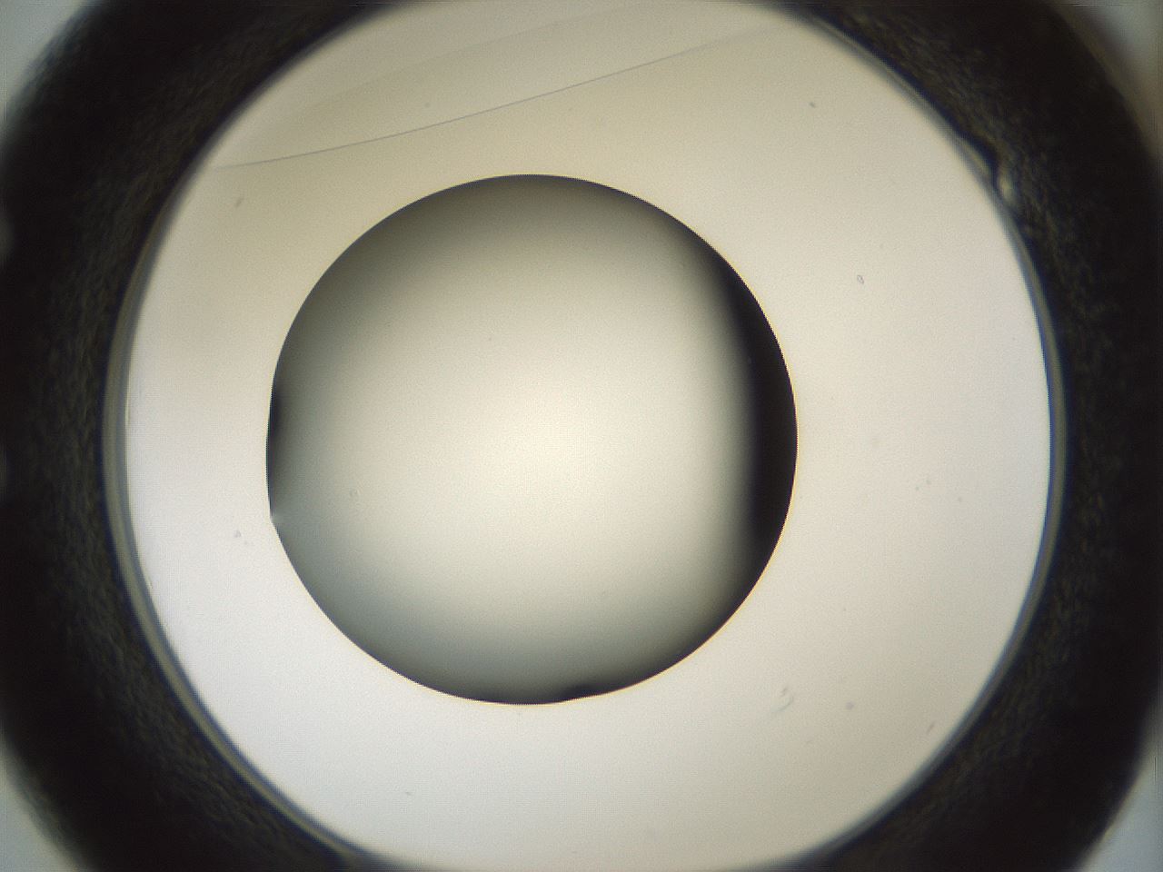 folderID352_plateID1352_batchID4709_wellNum49_profileID1_d1_r81852_ef.jpg
