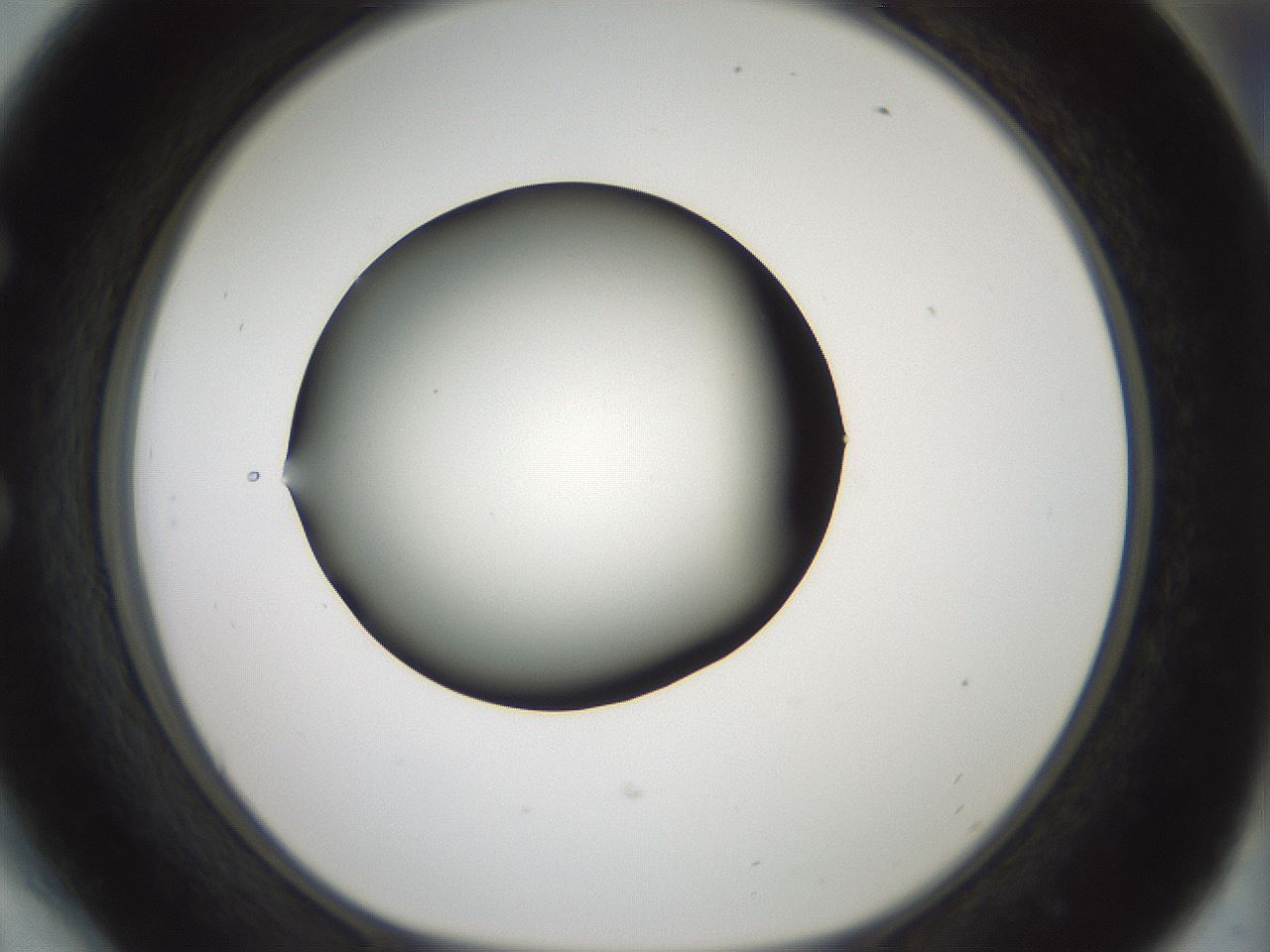 folderID352_plateID1352_batchID4709_wellNum54_profileID1_d1_r81857_ef.jpg