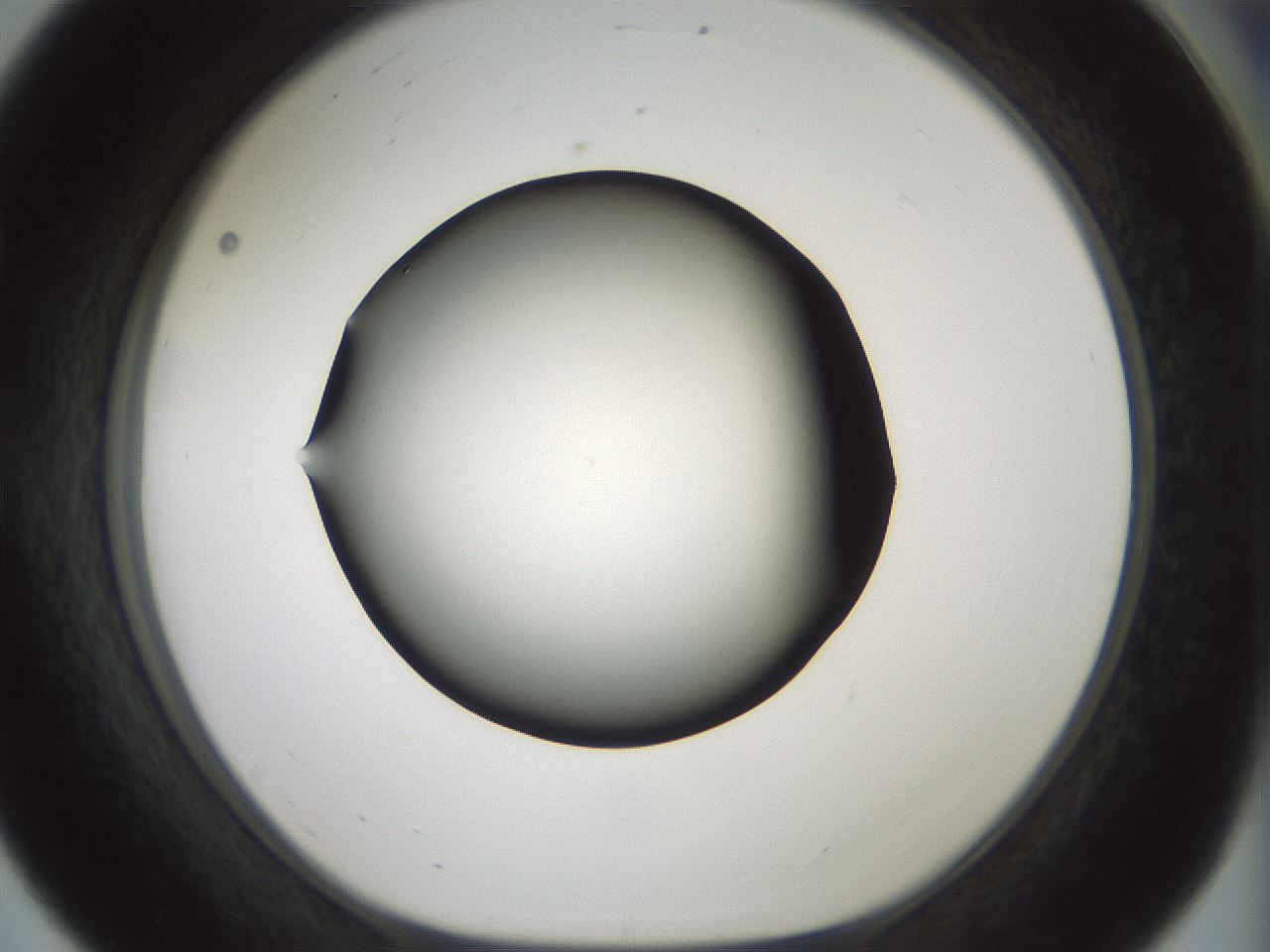 folderID352_plateID1352_batchID4709_wellNum56_profileID1_d1_r81859_ef.jpg