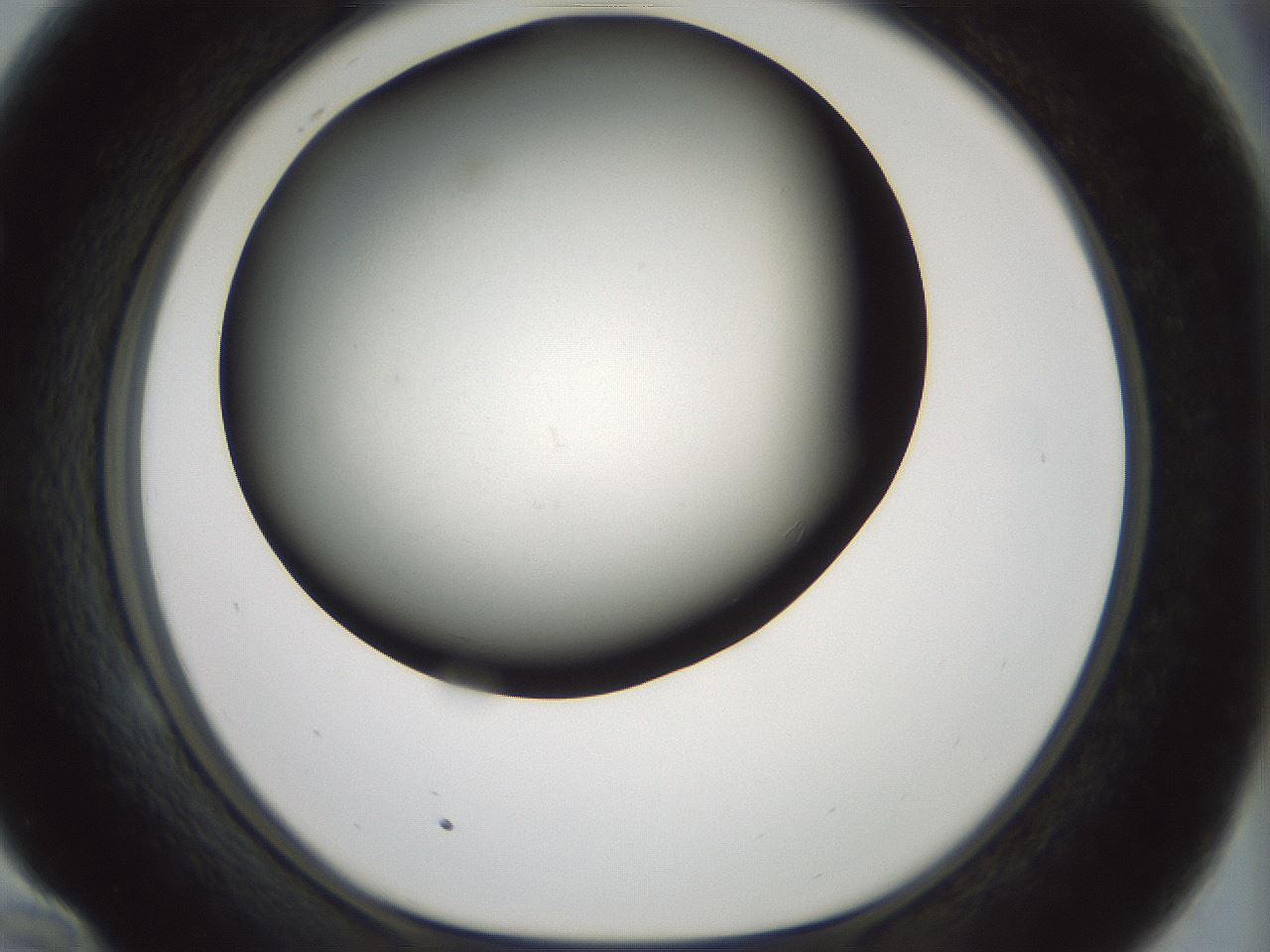 folderID352_plateID1352_batchID4709_wellNum58_profileID1_d1_r81861_ef.jpg