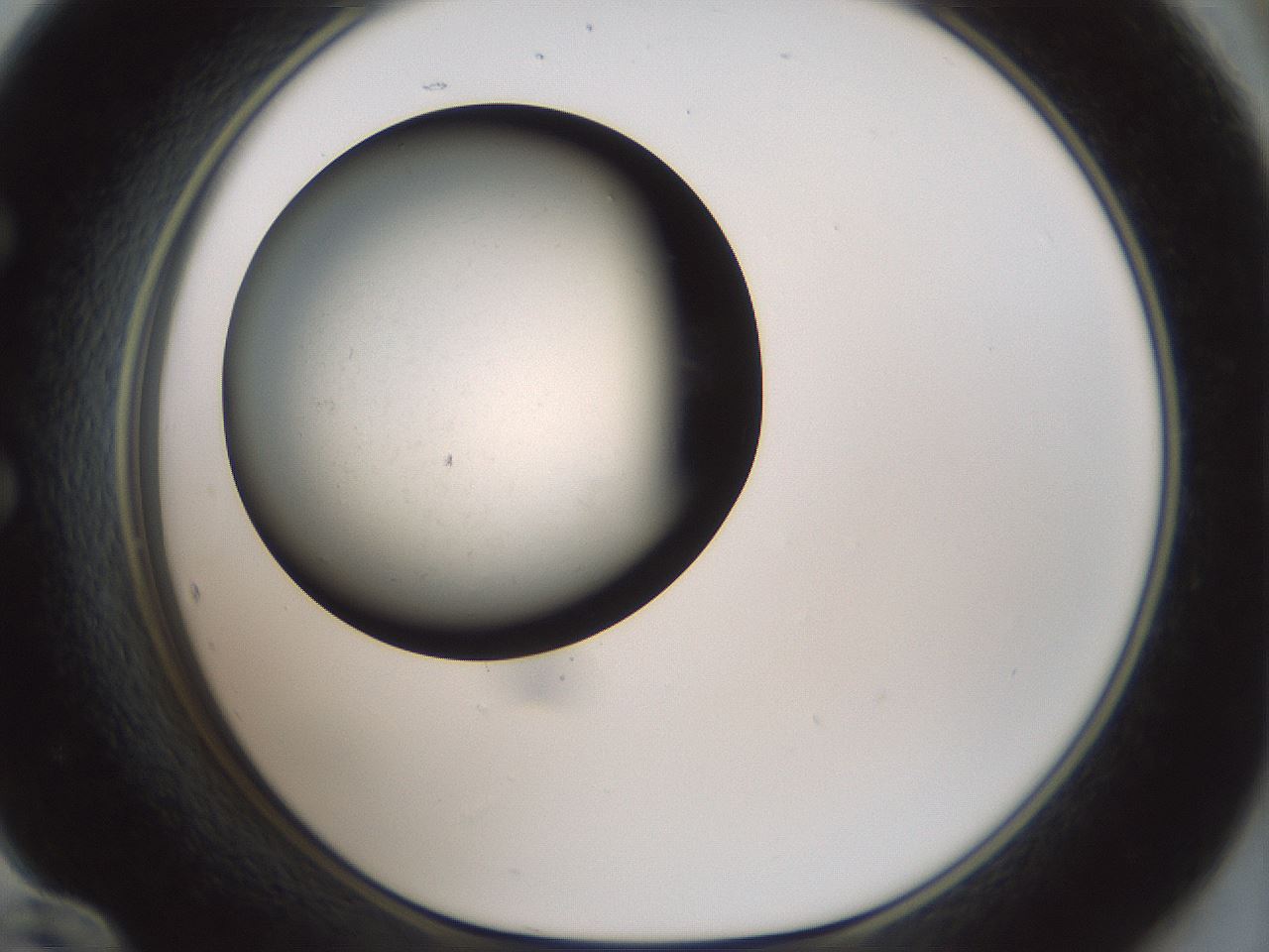 folderID352_plateID1352_batchID4709_wellNum60_profileID1_d1_r81863_ef.jpg