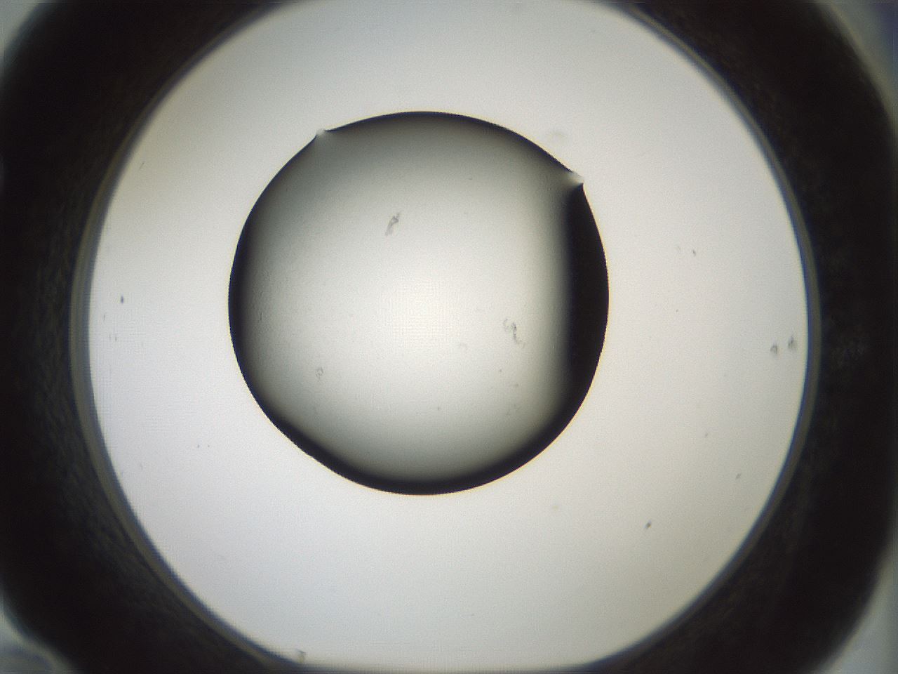 folderID352_plateID1352_batchID4709_wellNum70_profileID1_d1_r81873_ef.jpg