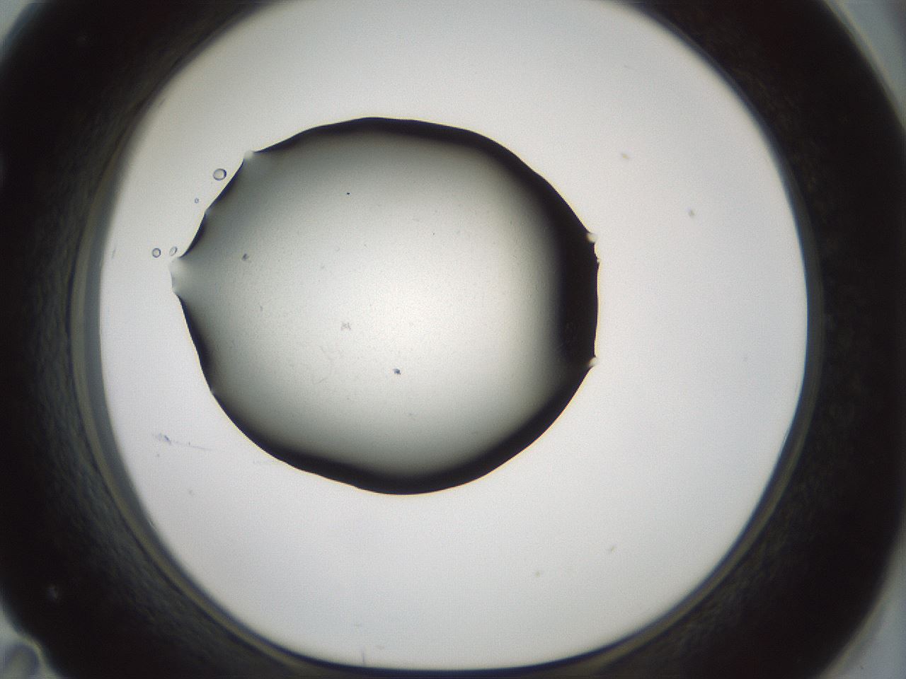 folderID352_plateID1352_batchID4709_wellNum71_profileID1_d1_r81874_ef.jpg