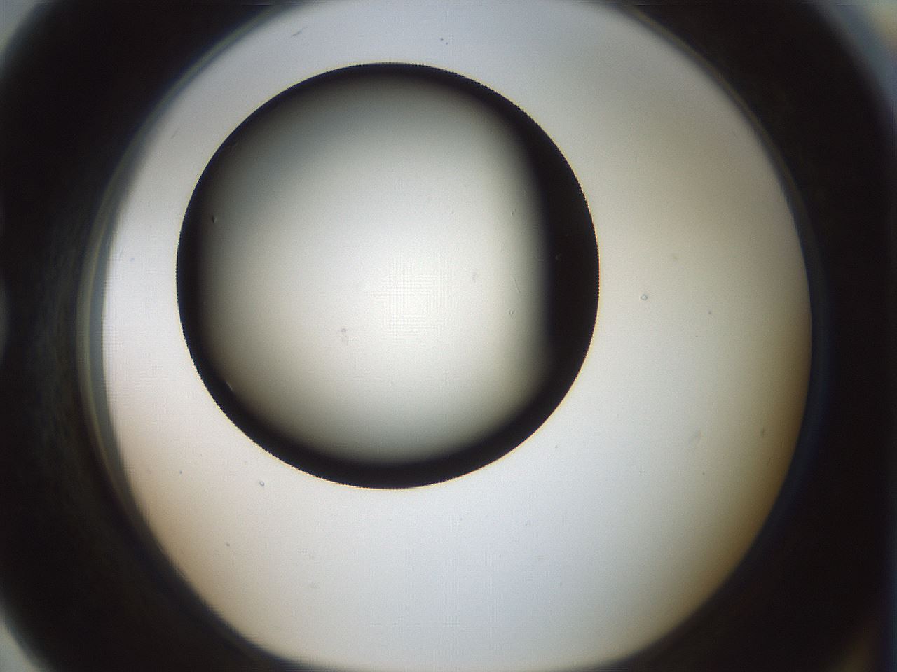 folderID352_plateID1352_batchID4709_wellNum79_profileID1_d1_r81882_ef.jpg