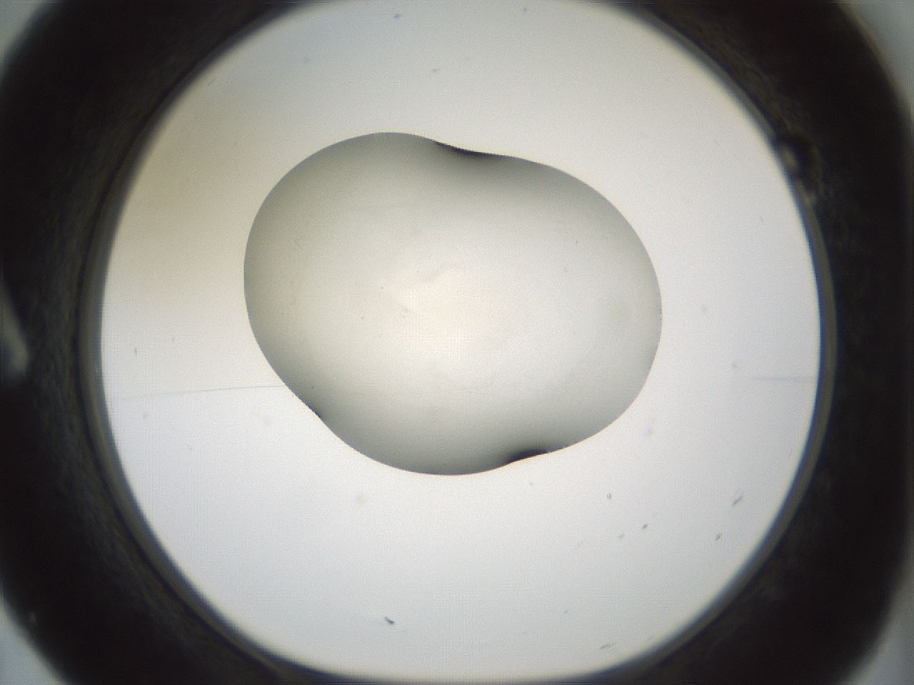 folderID352_plateID1352_batchID4709_wellNum7_profileID1_d1_r81810_ef.jpg