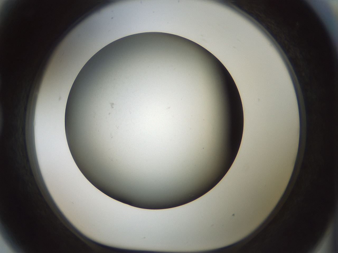 folderID352_plateID1352_batchID4709_wellNum81_profileID1_d1_r81884_ef.jpg