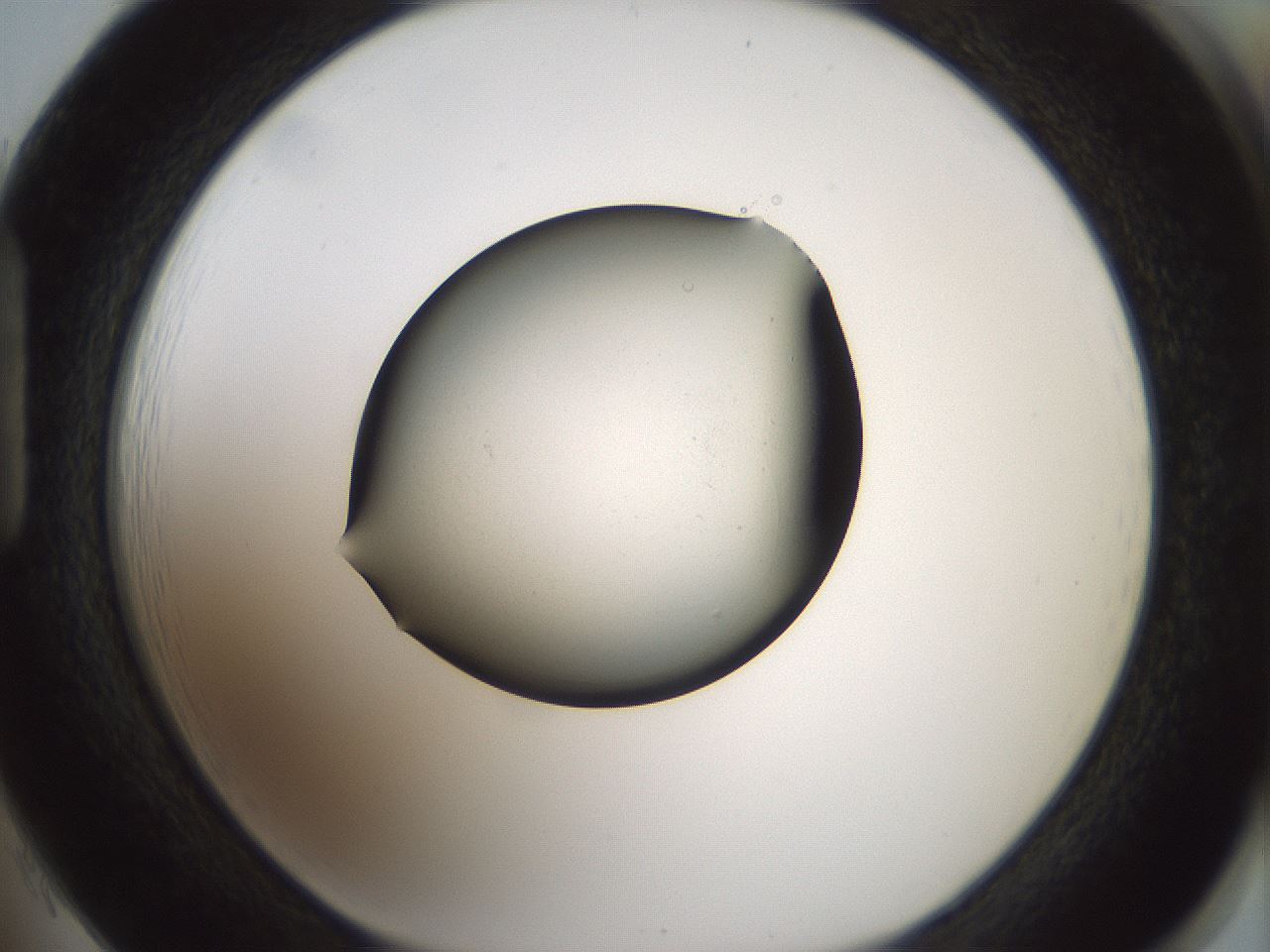 folderID352_plateID1352_batchID4709_wellNum85_profileID1_d1_r81888_ef.jpg