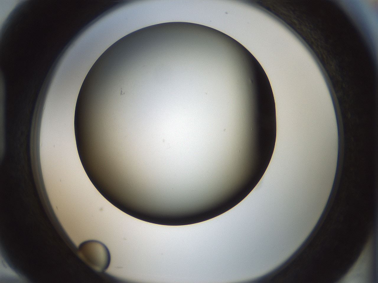 folderID352_plateID1352_batchID4709_wellNum94_profileID1_d1_r81897_ef.jpg